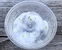 Vista 6 de Lithops - Kit de semillas de 25 semillas con plántulas vivas y germinación (paquete de 25 + 5 plántulas vivas + kit de germinación)