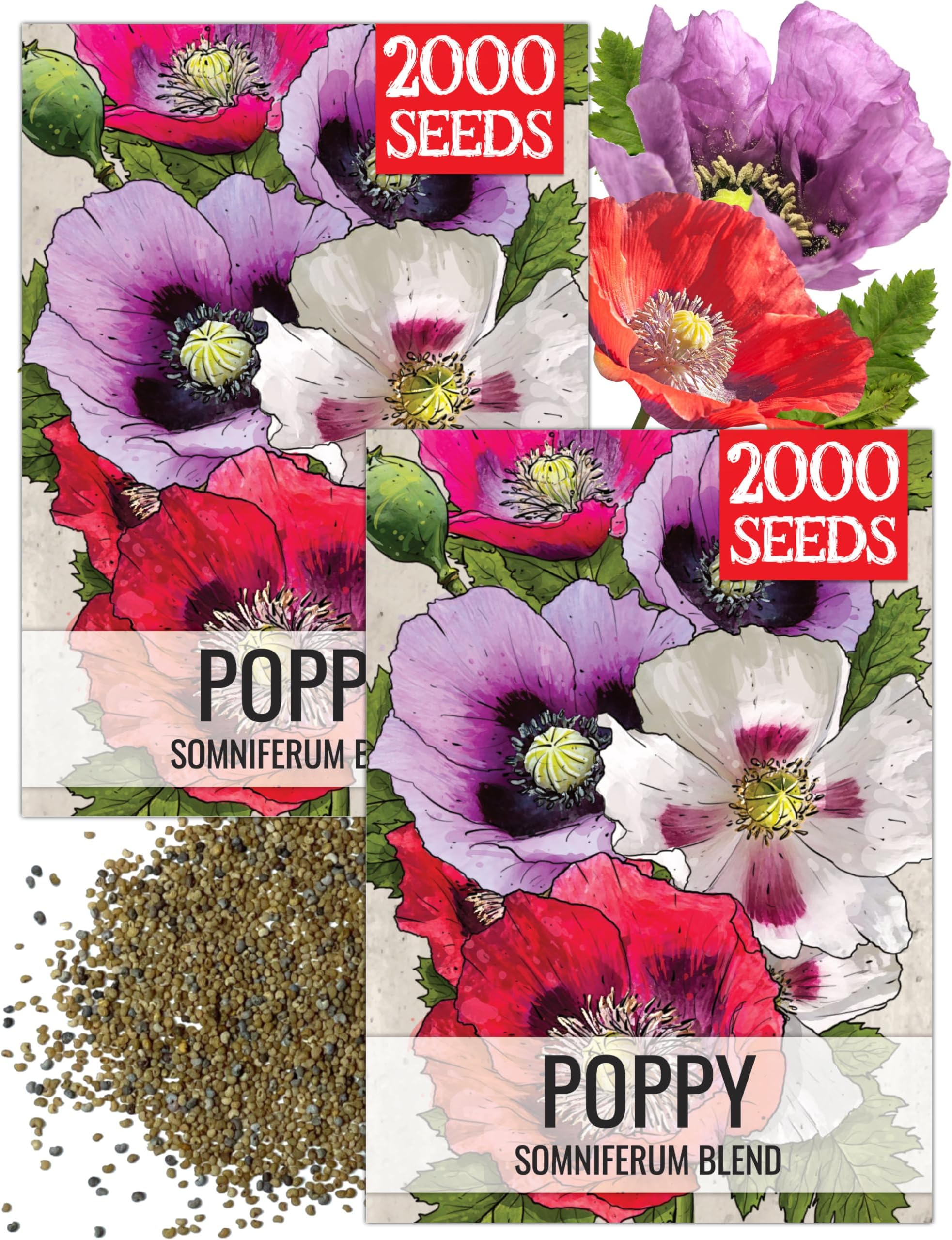 Seed Needs Mixed Somniferum Poppy Seeds for Planting - Heirloom & Open Pollinated Annual Flowers - Colorful Masses of Wildflowers, Perfect for a Butterfly Garden (2 Packs)