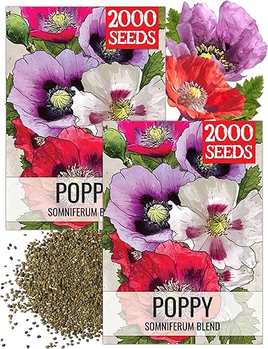 Miniatura 10 de Seed Needs Semillas mixtas de amapola somniferum para plantar, reliquia y flores anuales de polinización abierta, masas coloridas de flores