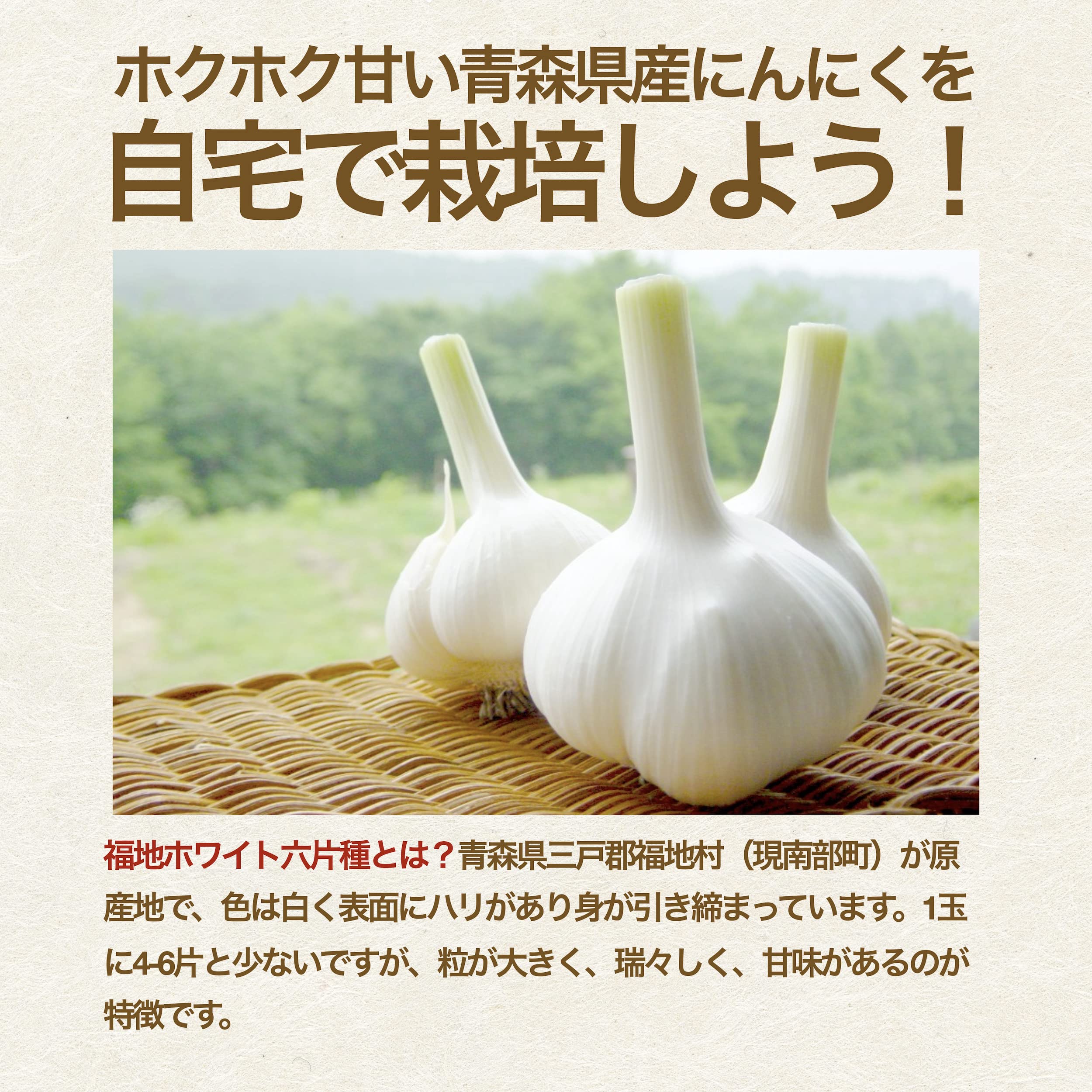 セール タネ にんにく 消毒済み ではずれ MLサイズ 青森県産 福地  