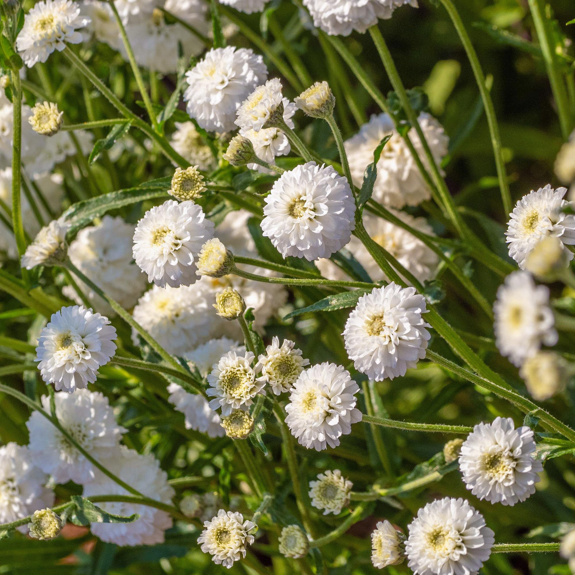 Achillea Peter Cottontail – Live Hardy Perennial Yarrow Plant – Compact White Blooms for Cottage Gardens – Drought-Tolerant and Pollinator-Friendly – Ideal for Borders (9 cm Pot, 10-20 cm)