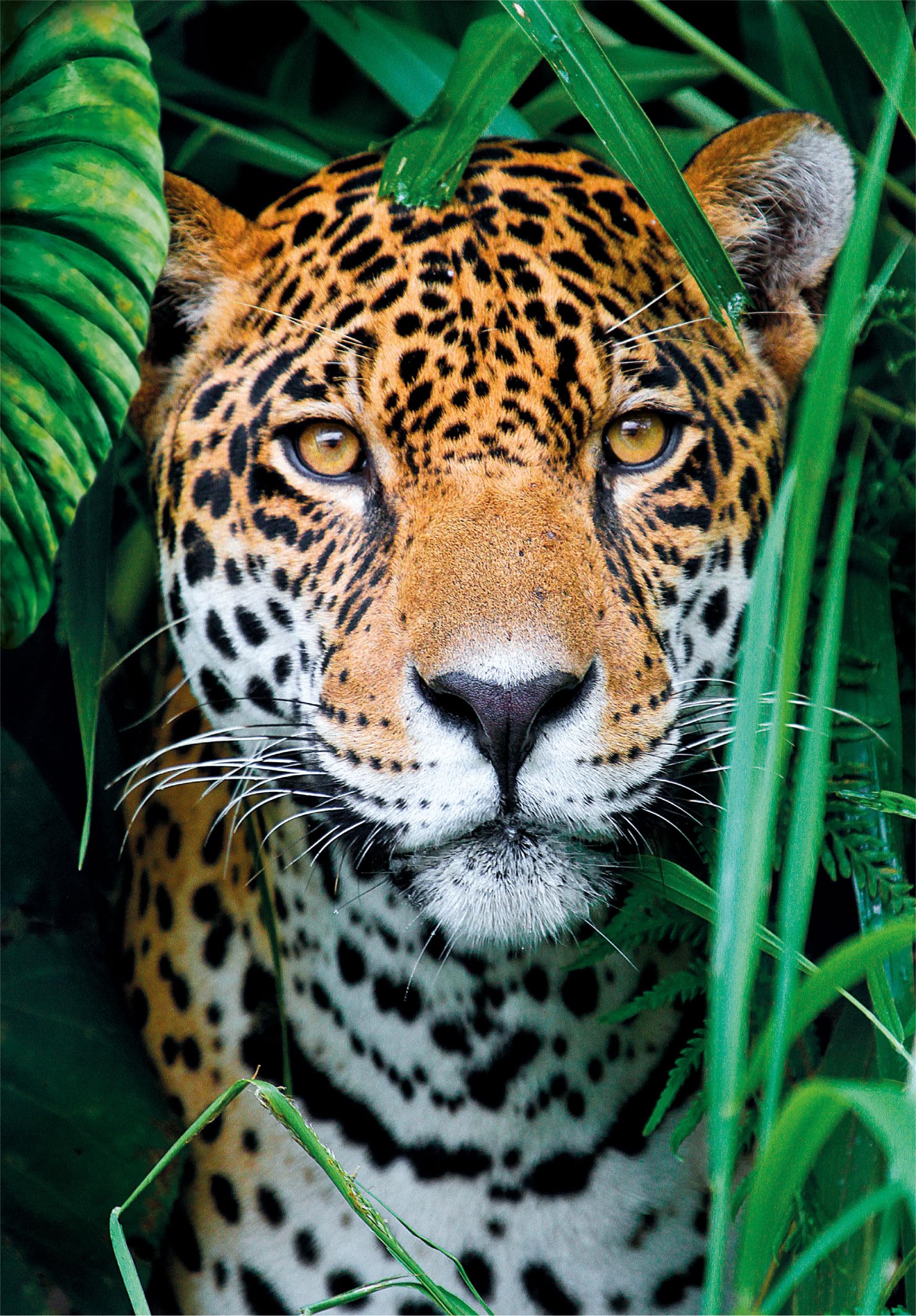 Clementoni Jigsaw Puzzle Collection, Jaguar In The Jungle 500 Pieces, Poster Included, Puzzle For Adults 14-99 Years - Image 2