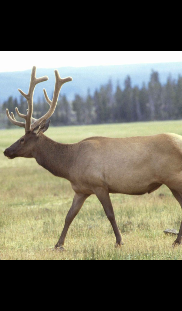 elk antler Wallpaper &ndash; HD Wallpapers of elk antlers!:Amazon.com