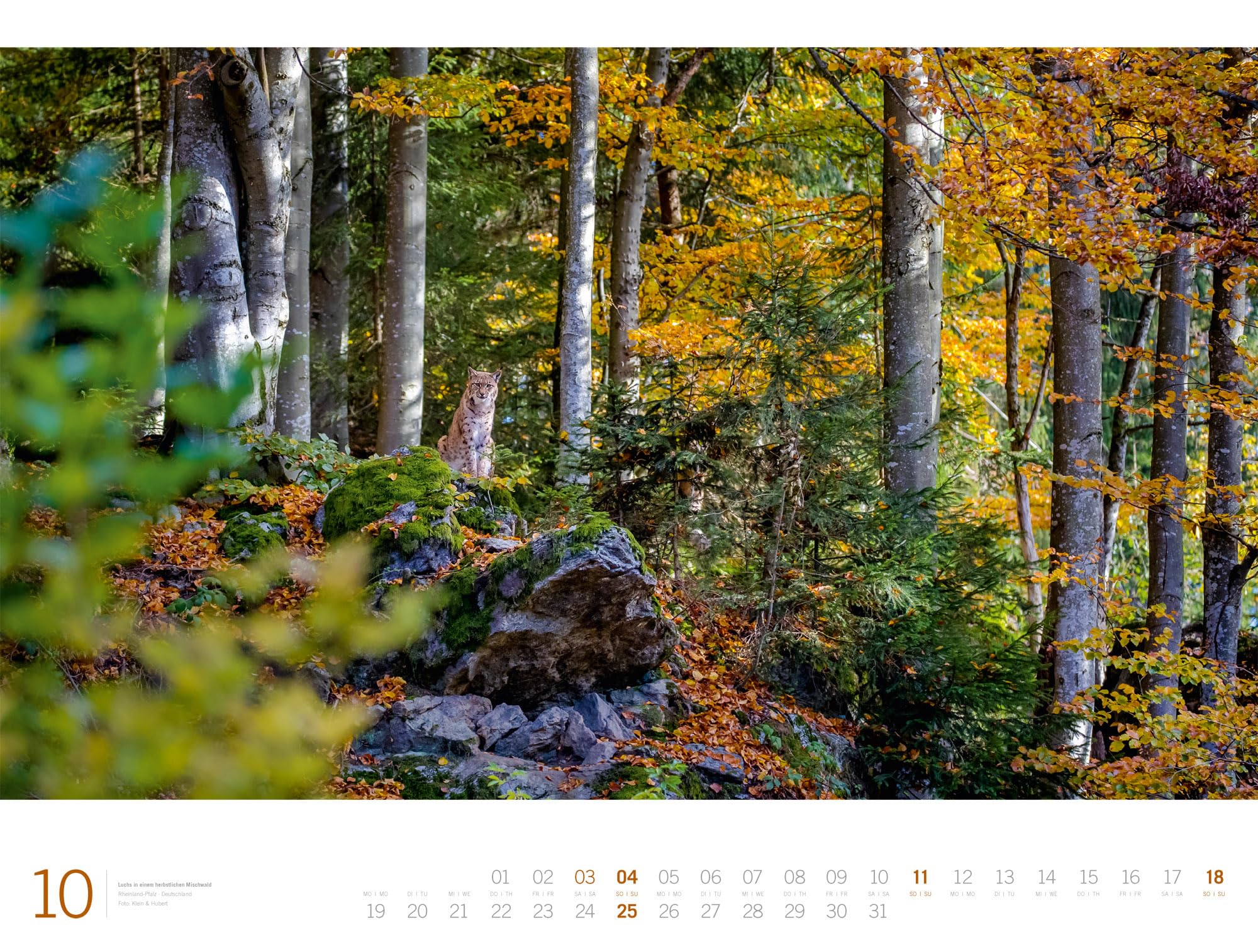 Wald Gallery Kalender 2026 | Geschmackvoller Natur-Kalender im großen Querformat (66x50 cm) | Wälder und Bäume im Großformat