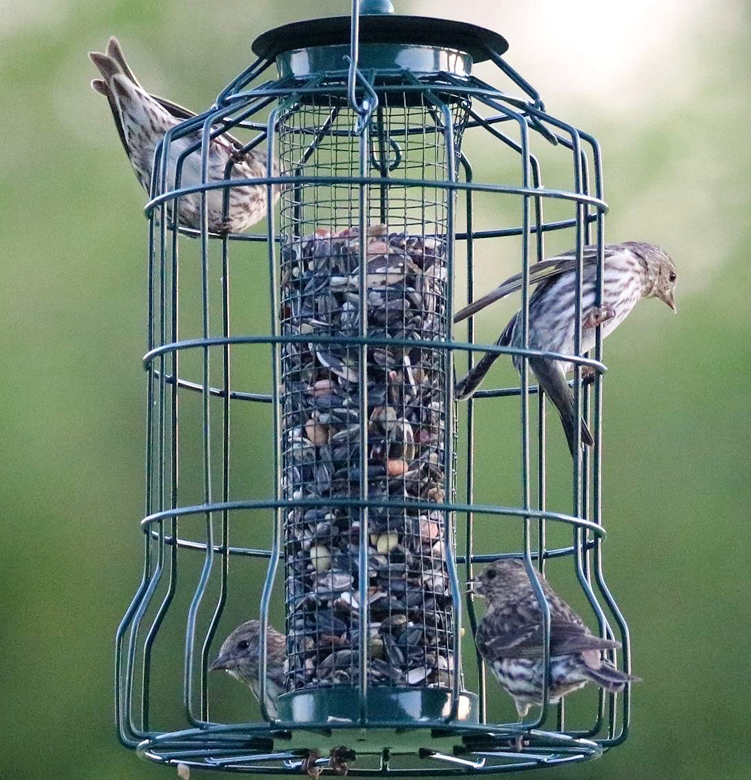 Starling Proof Suet Feeder ubicaciondepersonas.cdmx.gob.mx