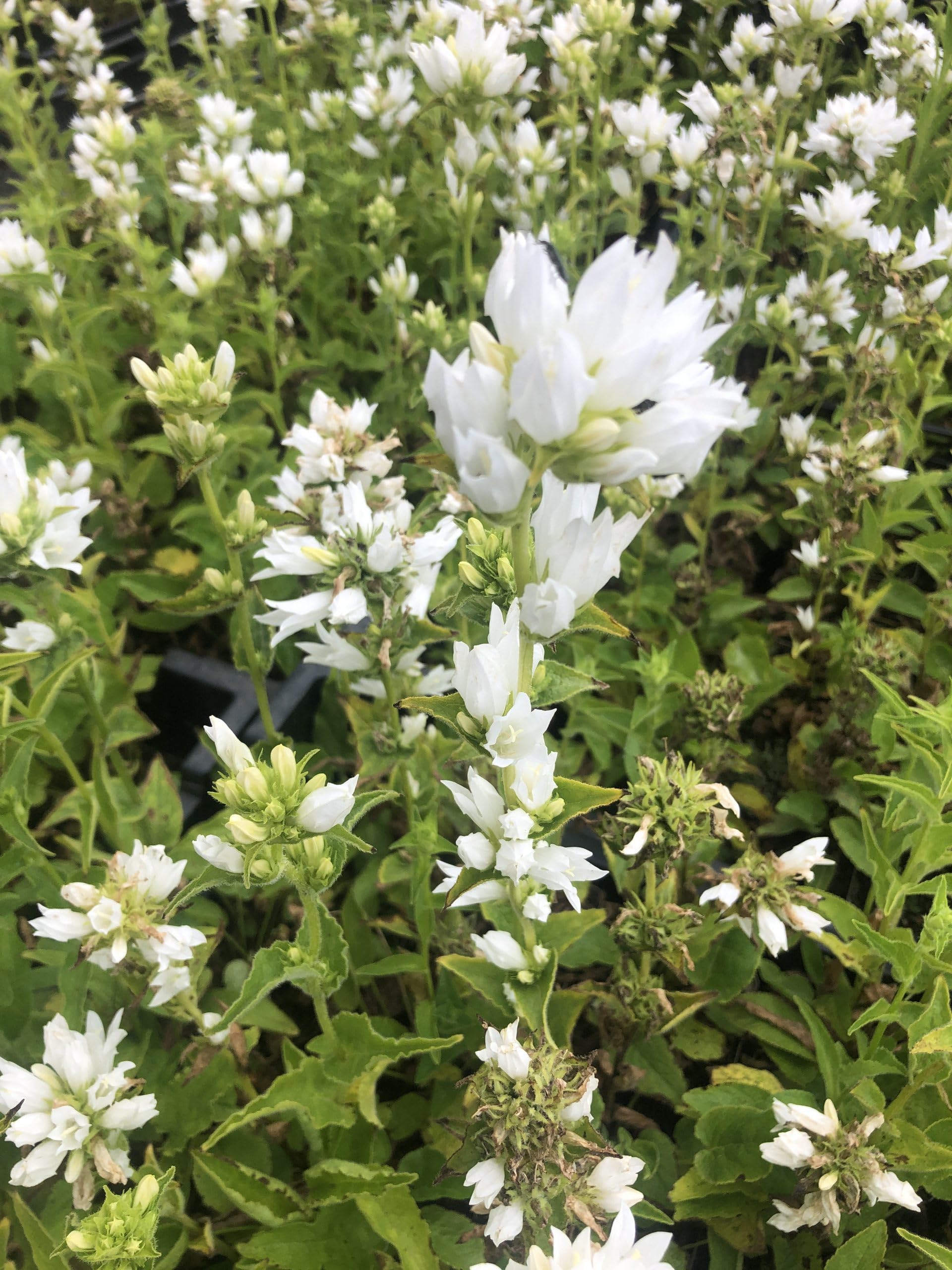 6x Horloge - Campanula glomerata 'Alba' | 9x9 cm pot