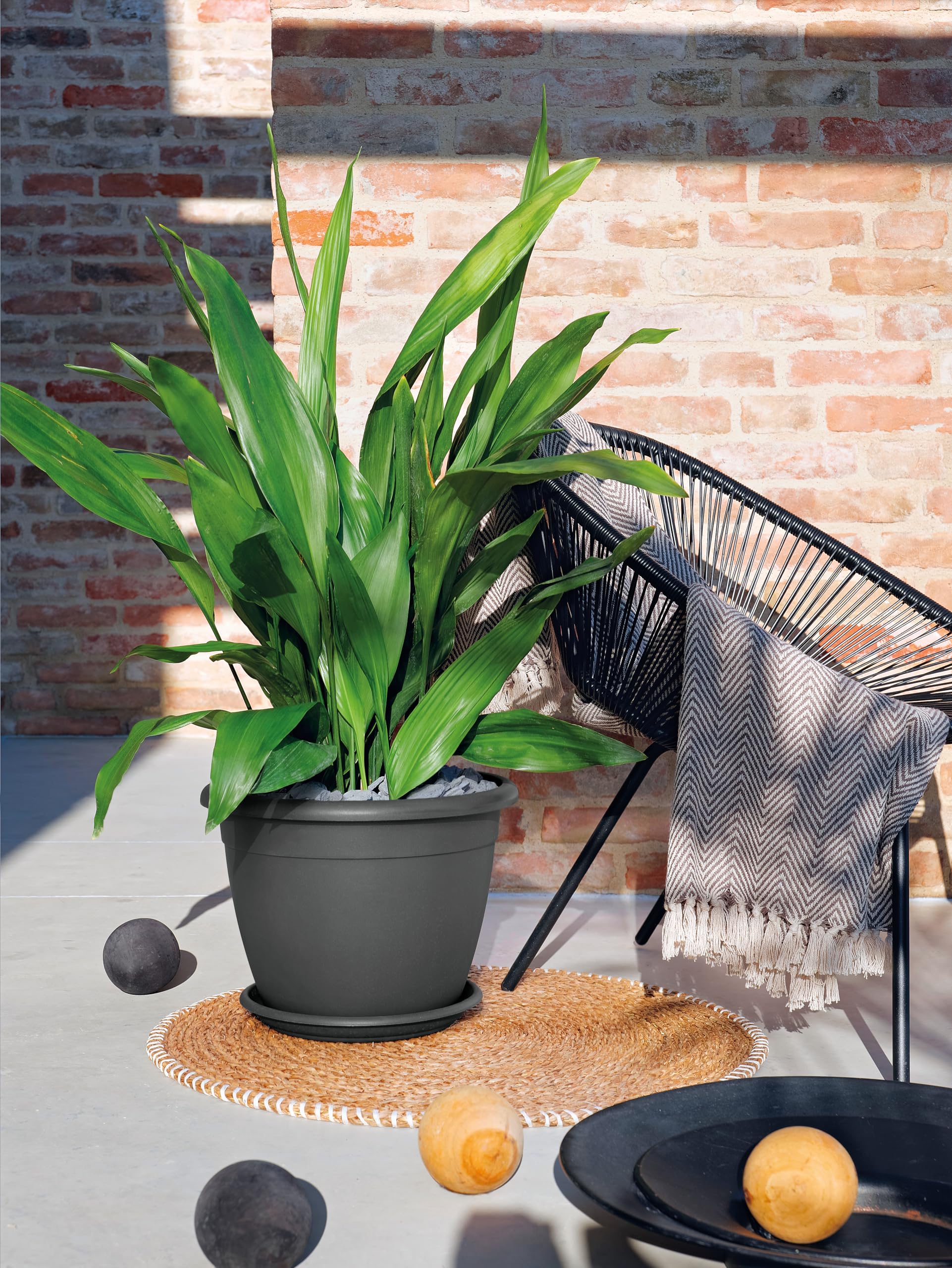 Fade Piatto Piano Ibis 28 cm - Modulo
