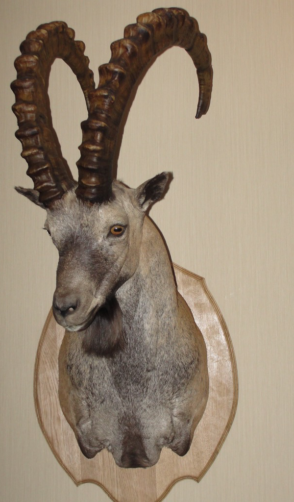 trophy mount Wallpaper – HD Wallpapers of trophy mounts! - App on the