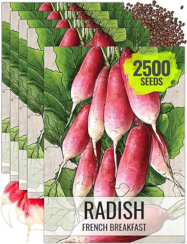 Miniatura 35 de Seed Needs Semillas de rábano para plantar rábanos sandía, reliquia sin OMG y sin tratar, cultiva un huerto cultivado en casa, cultivos para clima