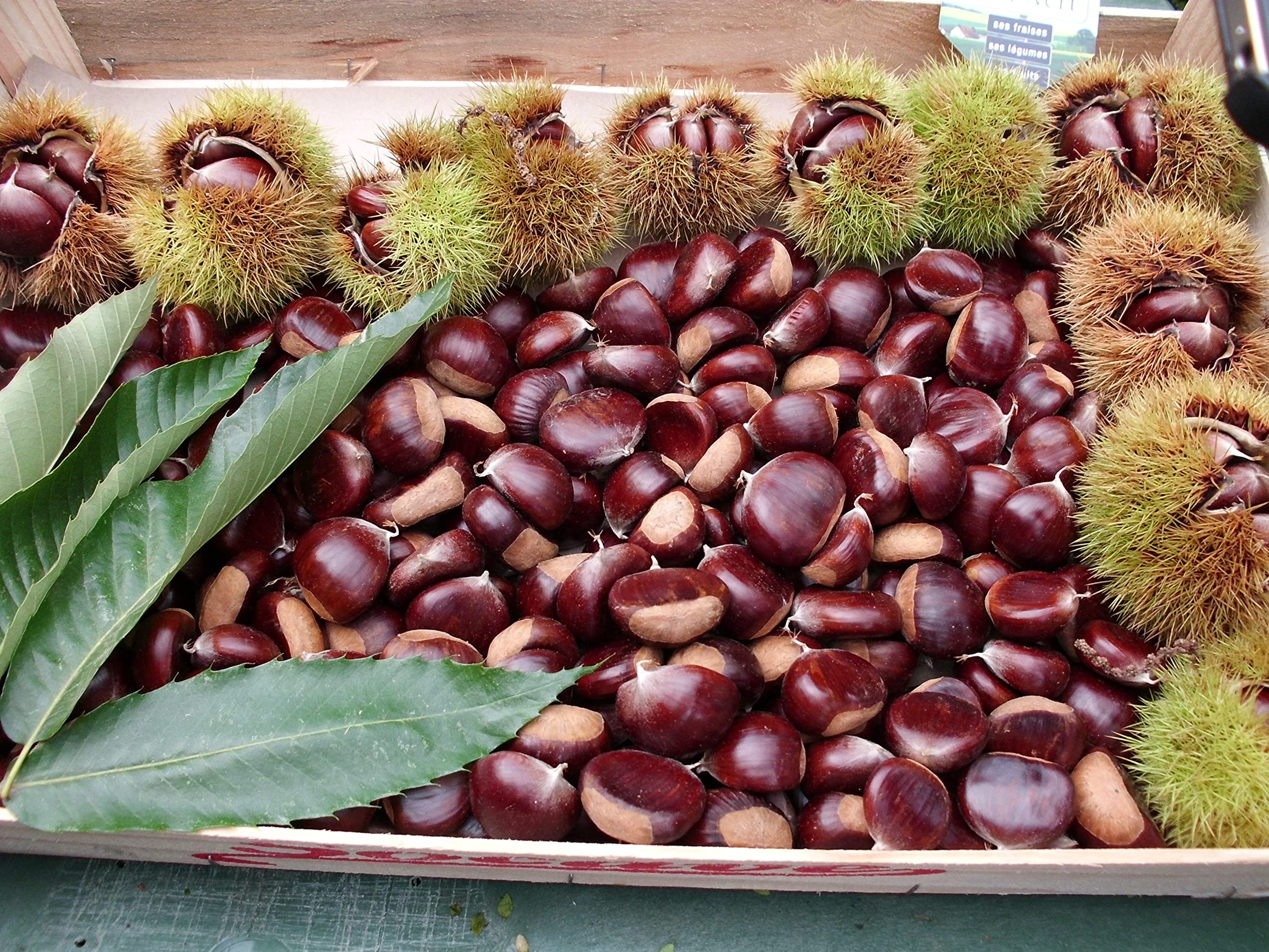 HIFAS- Árbol Frutal castaño. Pack de 4 árboles. Produce castañas grandes y setas (Boletus edulis). Altura 1-1,20m. Macetas de 3,5 litros. Variedad Bouche de betizac, injertado sobre castaño híbrido.
