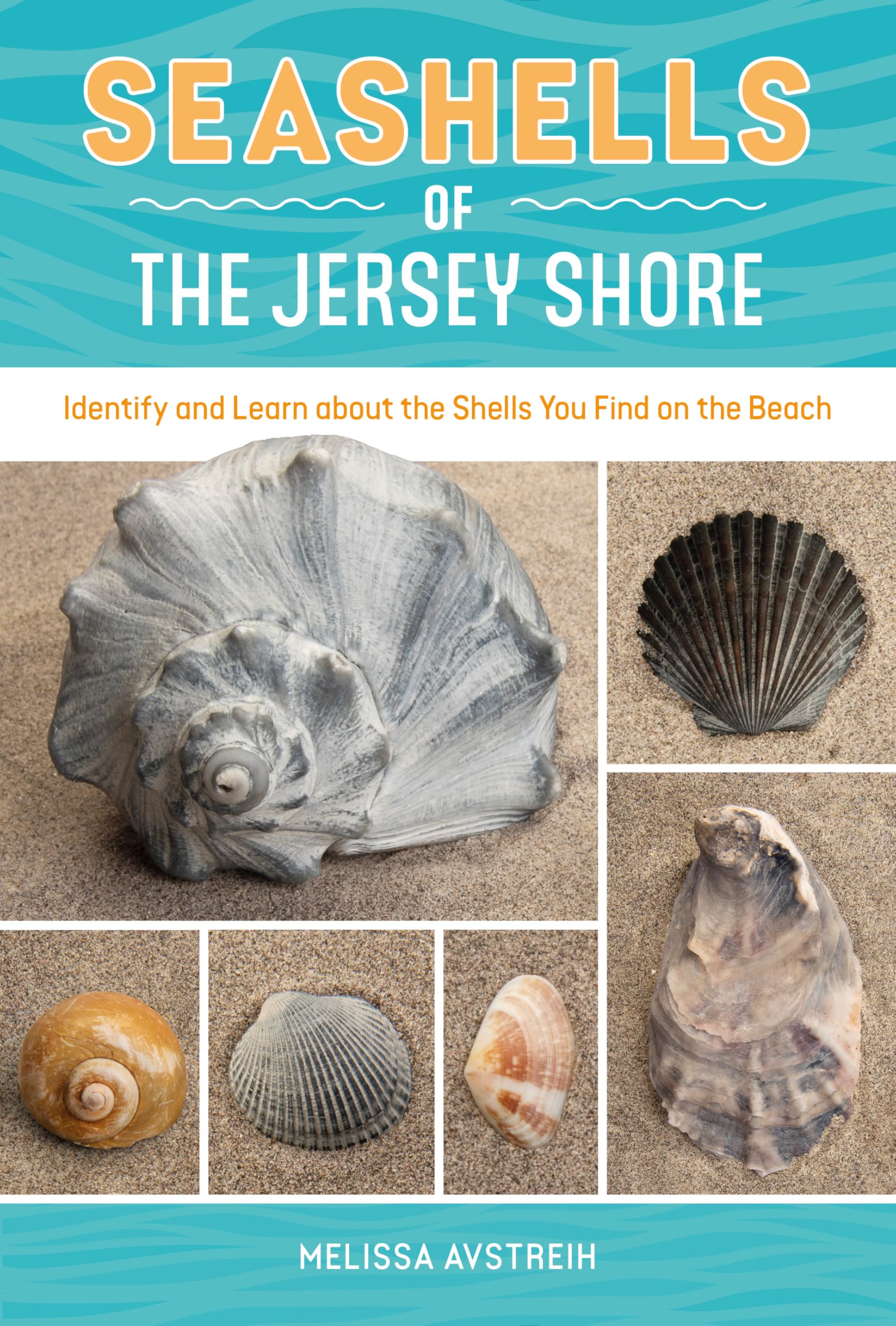 Seashells of the Jersey Shore: Identify and Learn about the Shells You Find on the Beach (Identify and Learn About Seashells, 1)
