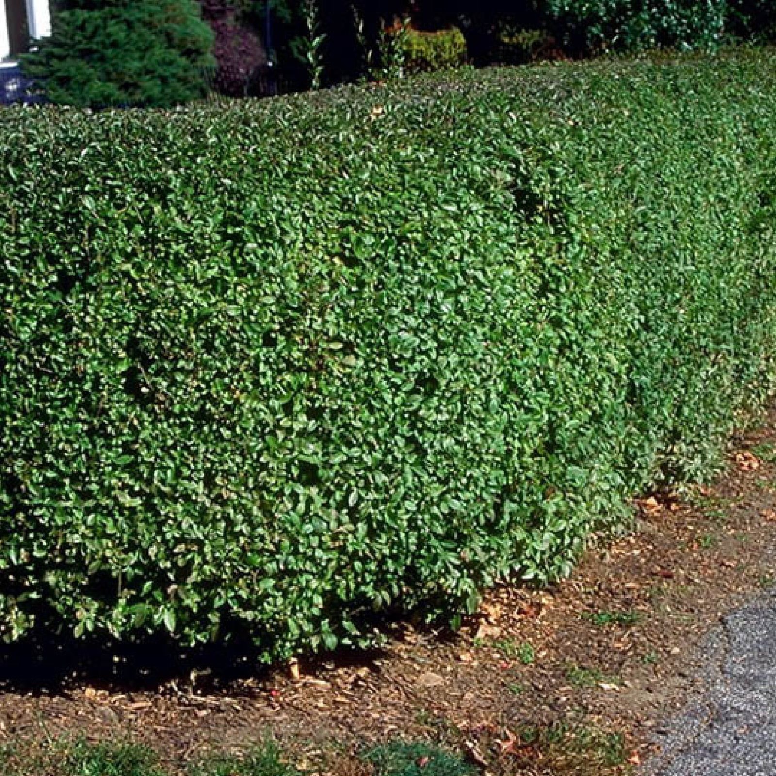 BORDER PRIVET Stumpfblttriger Liguster - 25 SEEDS : Amazon.de: Garten