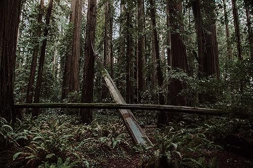 Miniatura 2 de Secoyas del mundo | Colección de 5 plántulas de árboles | The Jonsteen Company