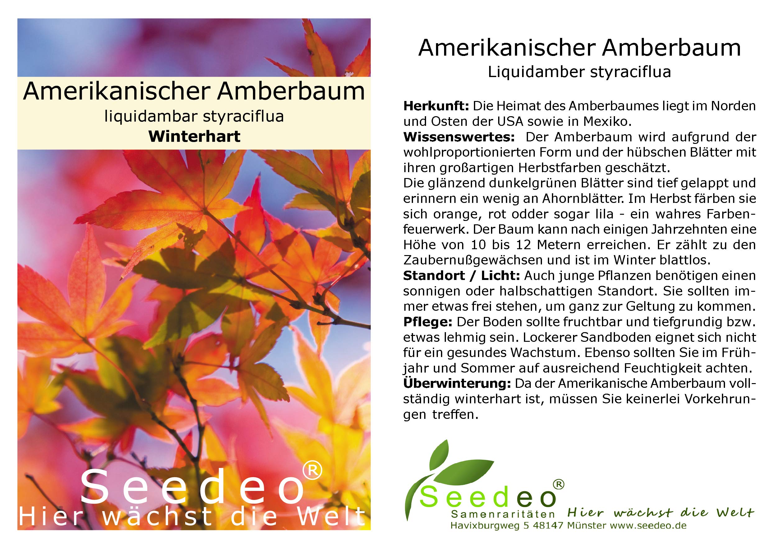 Seedeo® 3 Pflanzen für Deinen Indian Summer