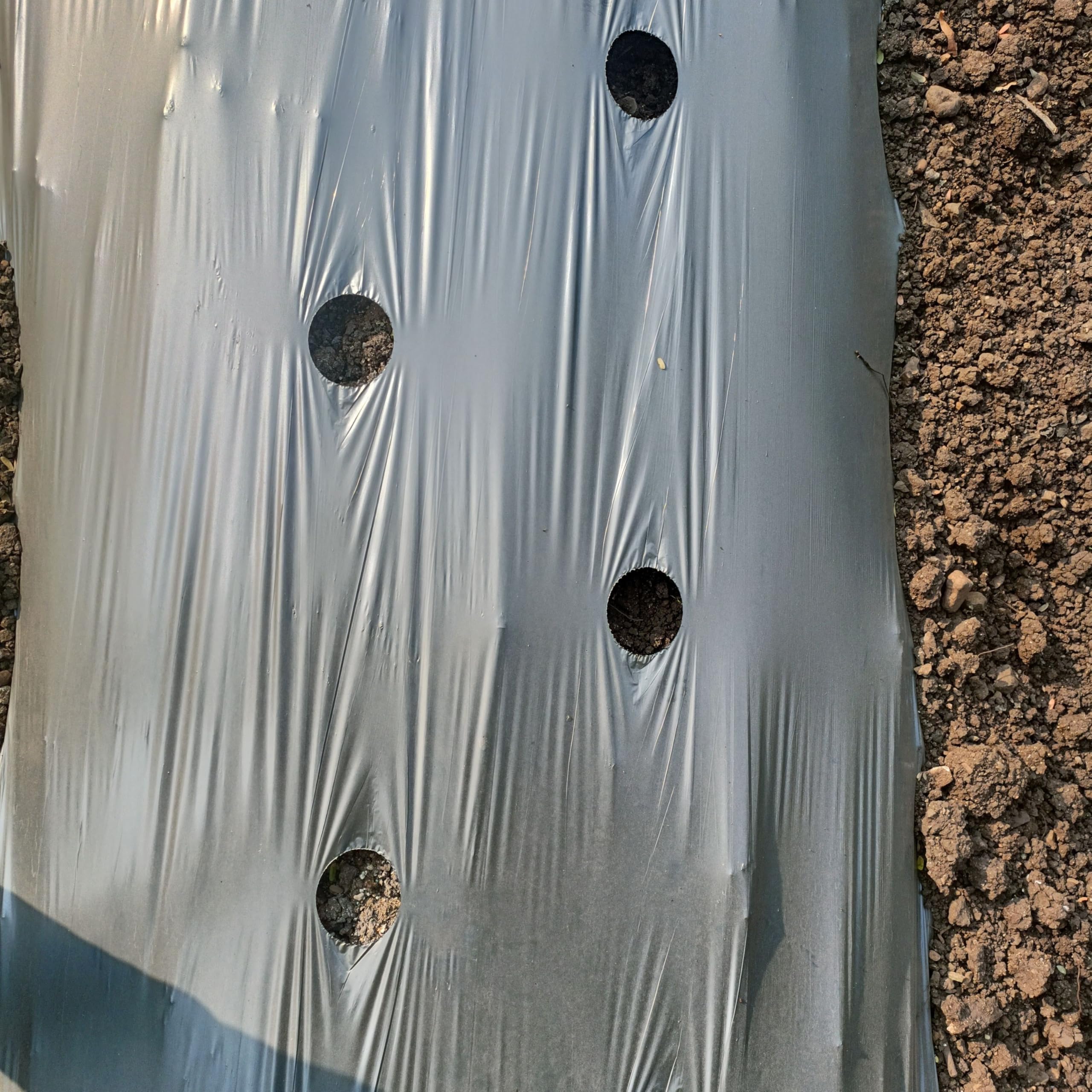 AgriVision Zig-Zag Hole 20 Micron Mulching Paper | 20 Micron |Width 4ft |Length 400 Meter Weed Control Roll-image-39