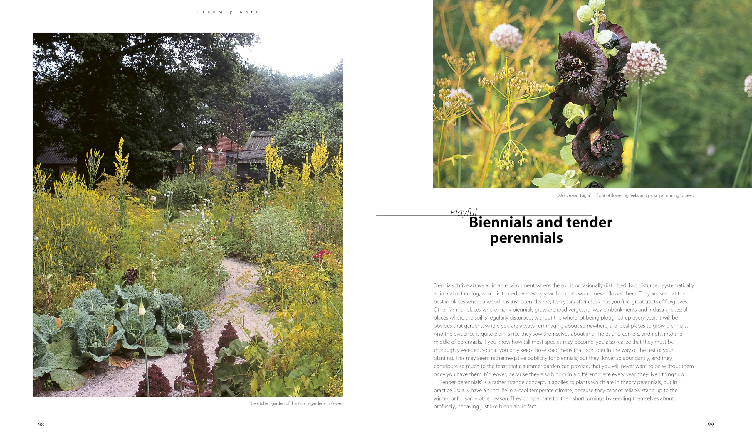Dream Plants for the Natural Garden