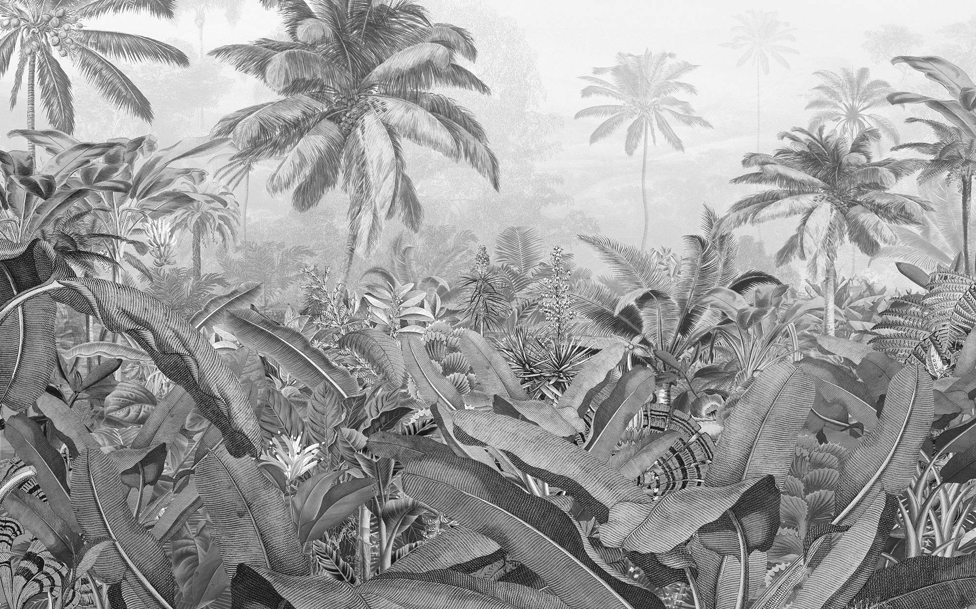 Papier peint photo intissé Komar Amazonia Black & White 400x250 cm