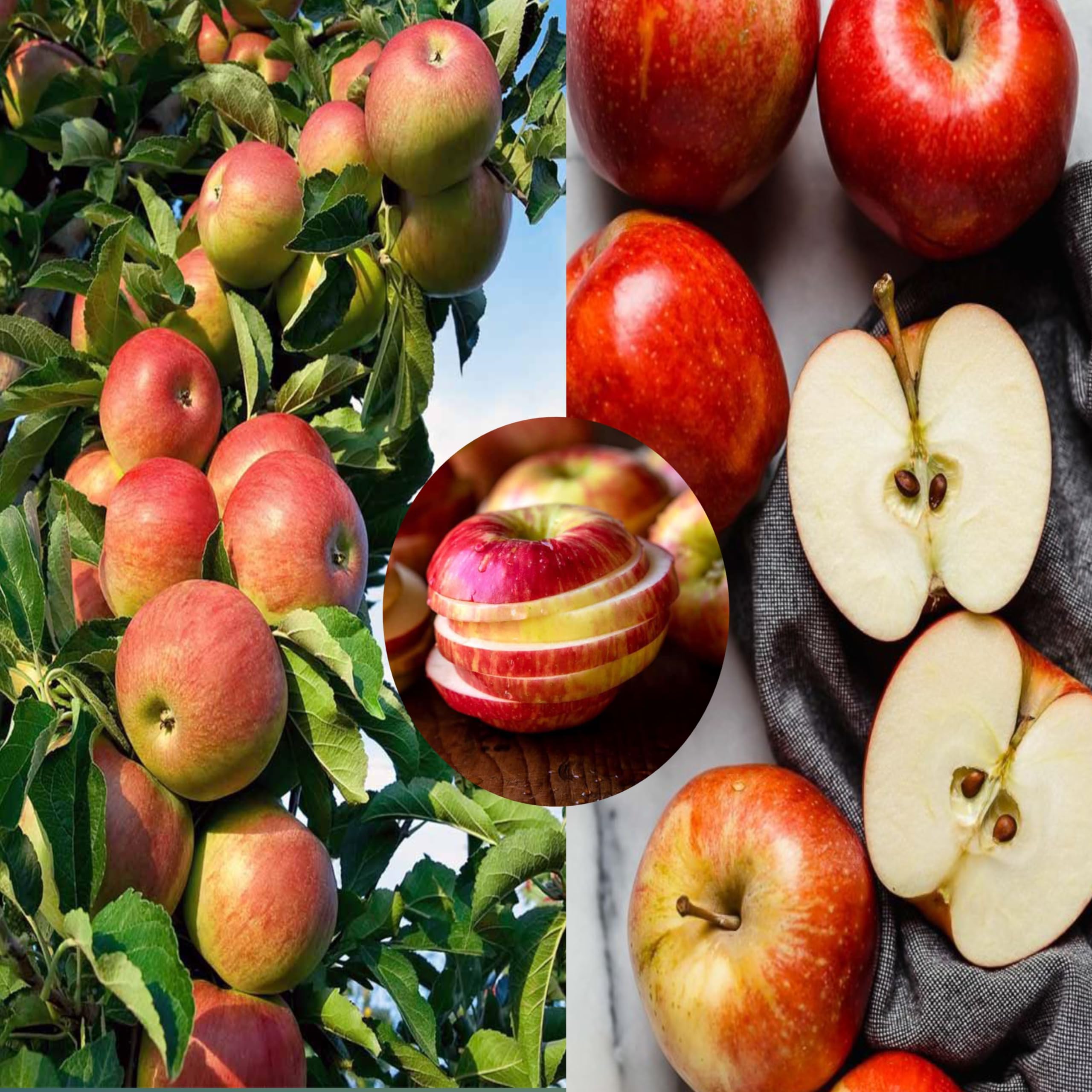 See full amazon price history chart for Eroanvia Combo 2 Apple Plant Hybrid All Seasons (Plant Height 2-3 Feet) Apple Tree Plant Hybrid Live Fruit Plant For Homr Garden Apple Fruit Plants Live Hybrid All Season Eroanvia Combo 2 Apple Plant Hybrid All Seasons (Plant Height 2-3 Feet) Apple Tree Plant Hybrid Live Fruit Plant For Homr Garden Apple Fruit Plants Live Hybrid All Season (B0CH8MP8S6) Amazon Price History, Amazon Price Tracker