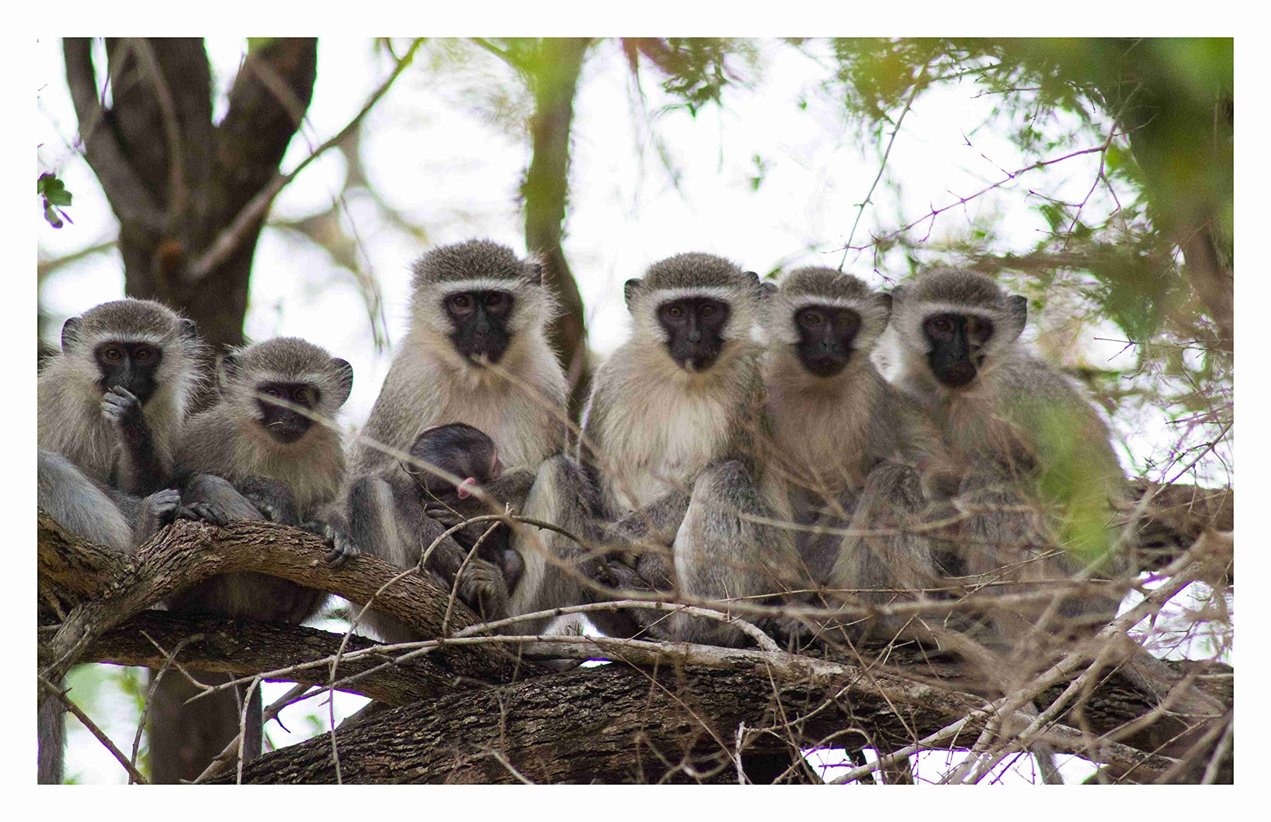 BALDAU PRINTS (24x36 Inch,210 GSM,Gloss Finish) Monkey Big Size Flex Poster For Room (24x36 Inch,210 GSM,Gloss Finish) D-4014