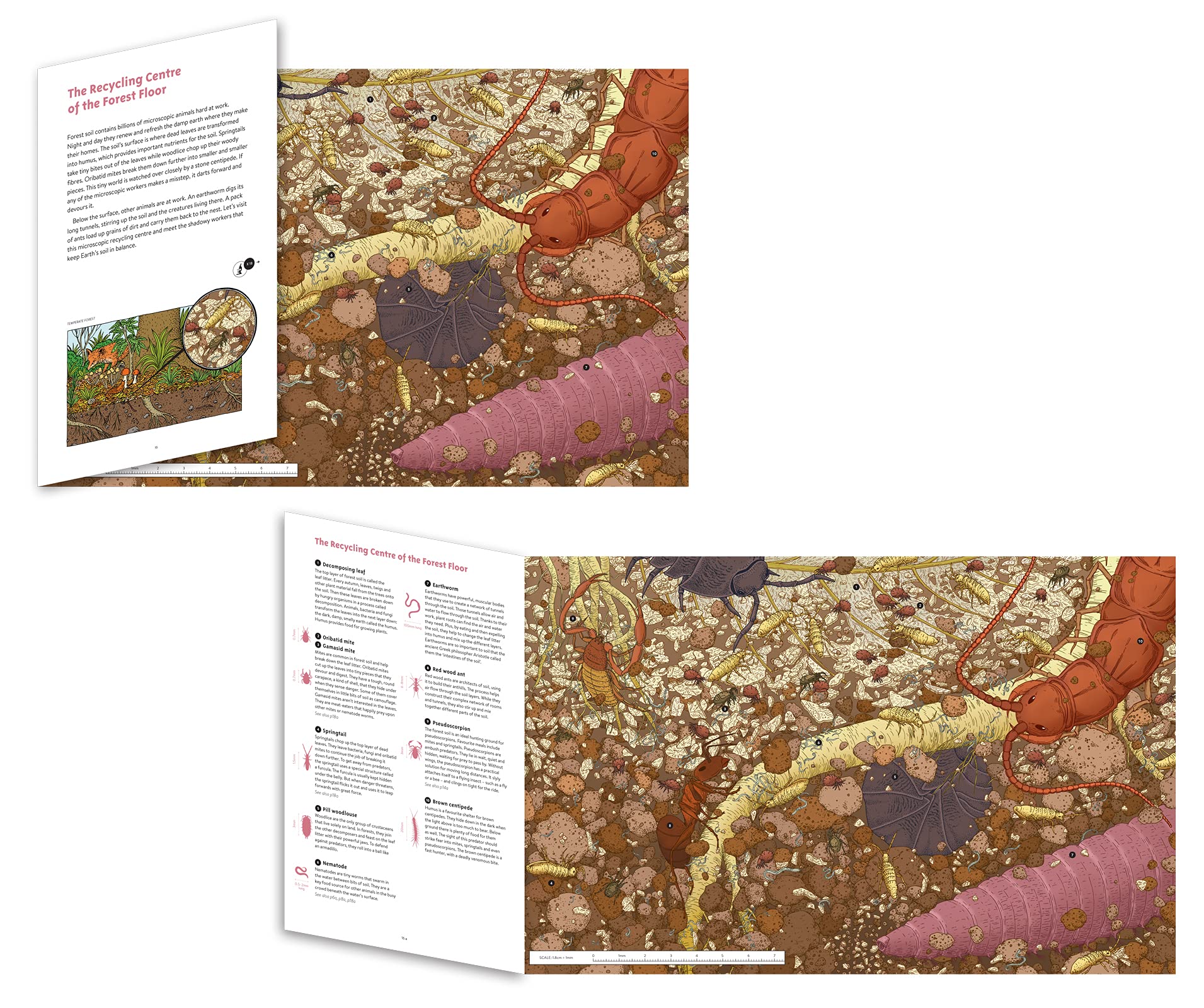 Unseen Worlds: Real-Life Microscopic Creatures Hiding All Around Us - Image 8