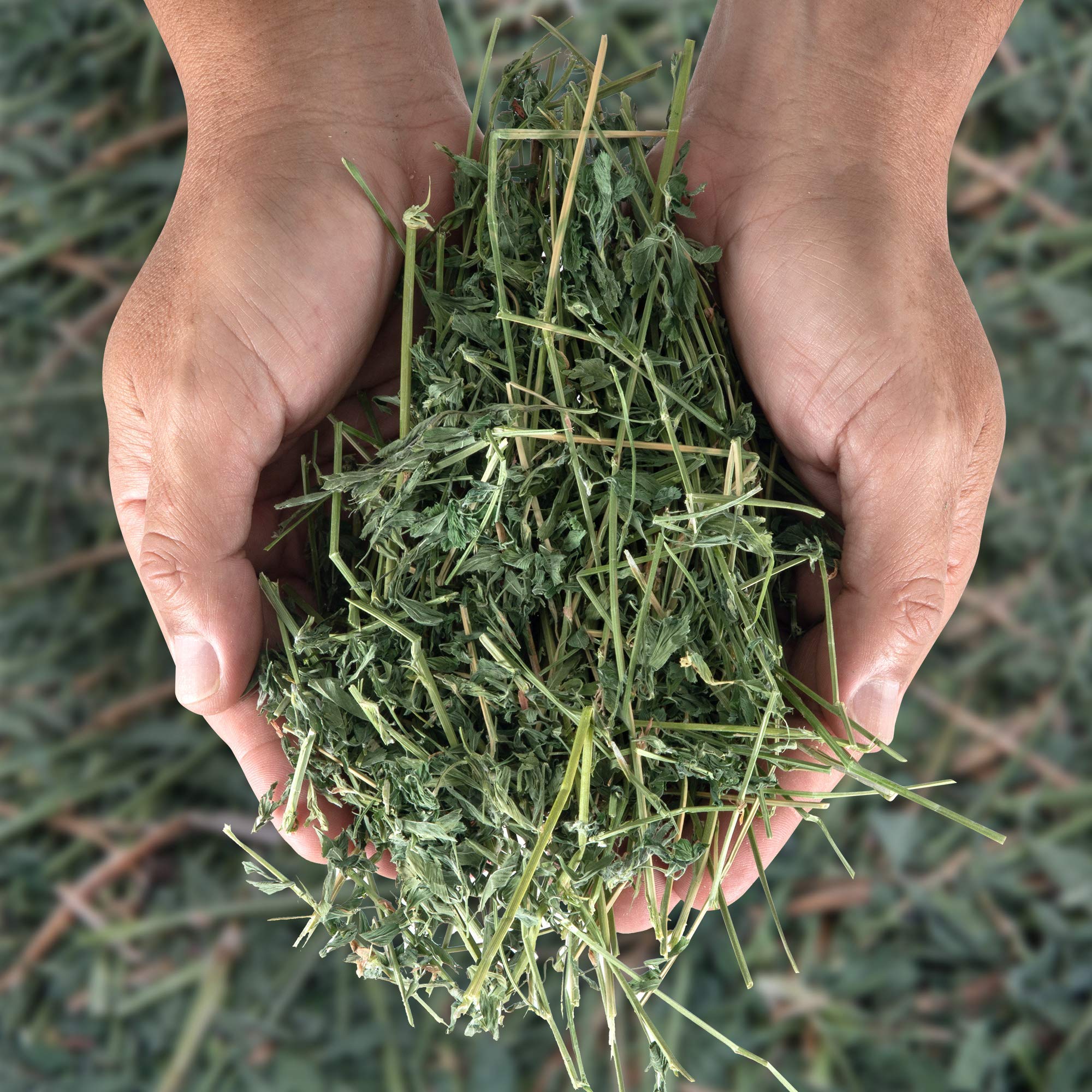 Alfalfa Hay, Dried Natural Alfalfa Hay for Rabbits, Guinea Pigs, Chinchillas, and Ferrets