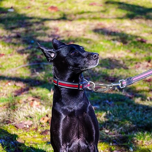 Vista 12 de 12kN (2697 lbs) Heavy Duty Carabiner Clips, for Securing Pets, Outdoor, Camping, Hiking, Hammock, Dog Leash Harness, Keychains