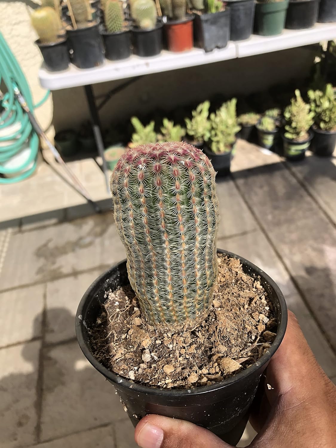 Hedgehog Rainbow Cactus