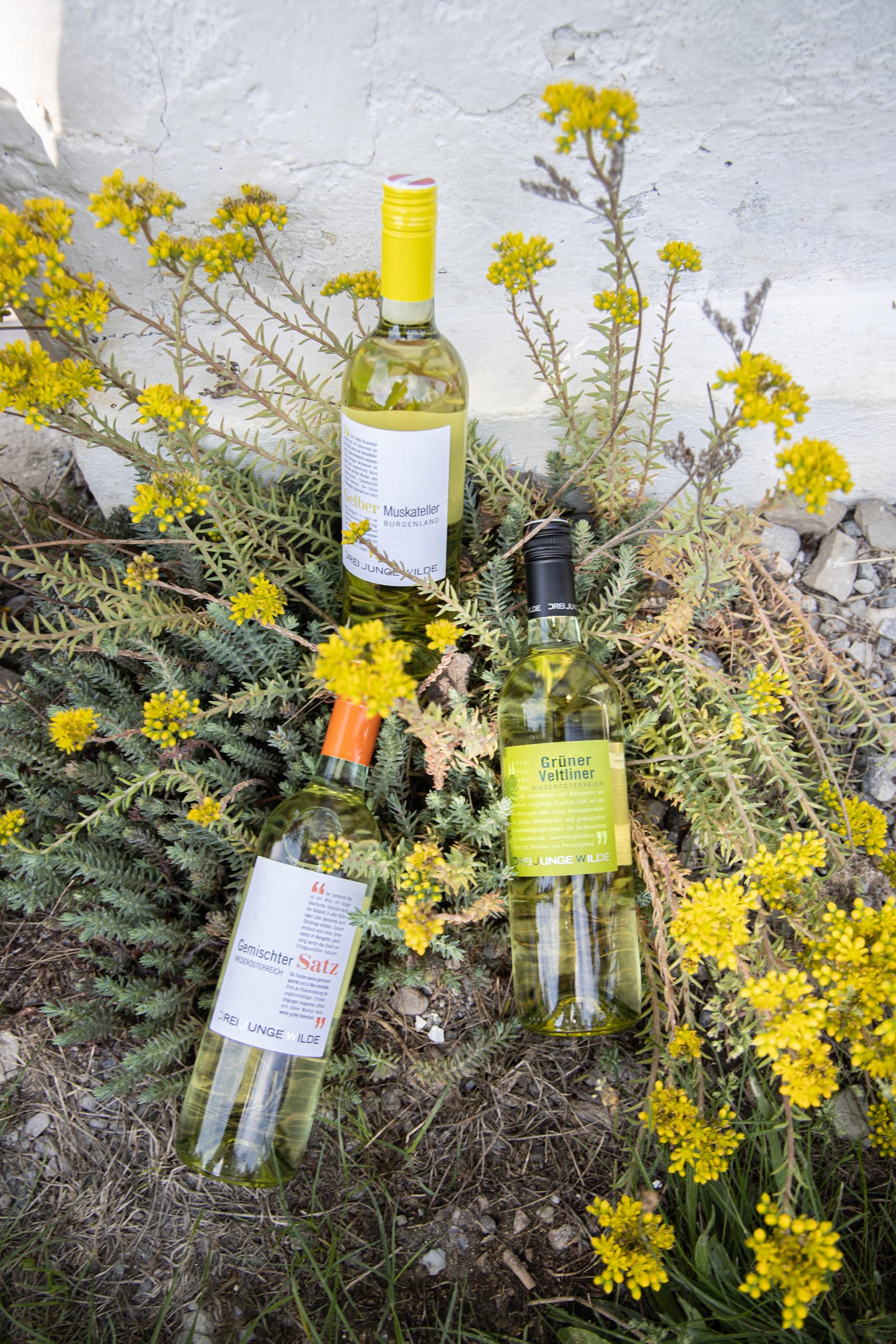 Gemischter Satz Weiss QUW Niederösterreich "Drei Junge Wilde" Weißwein trocken (6 x 0.75l)