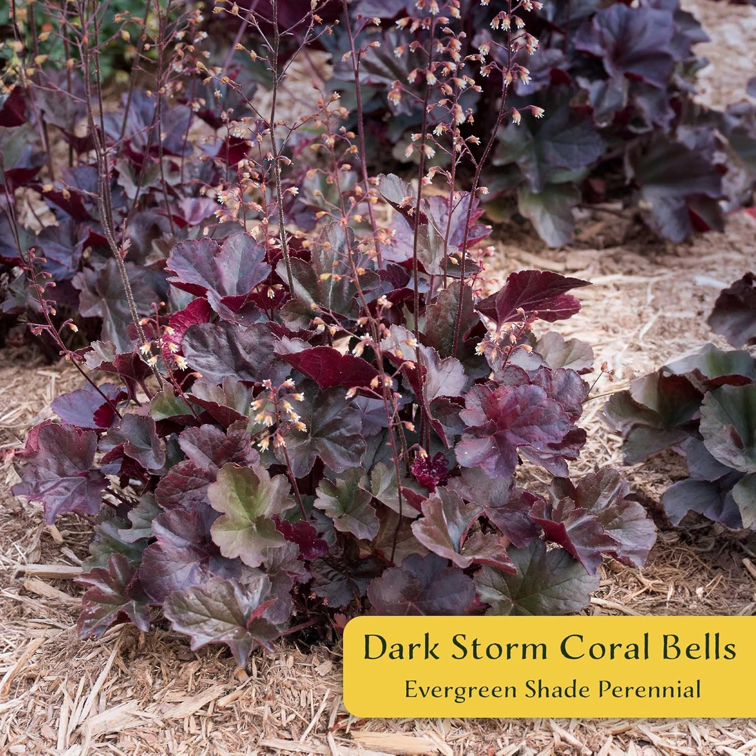6 Dark Storm Coral Bells – Near Black Evergreen Shade Perennial with Glossy, Compact Ruffled Foliage for Borders & Containers (Heuchera ‘Dark Storm’) in 3.5” Cubes, Live Plants