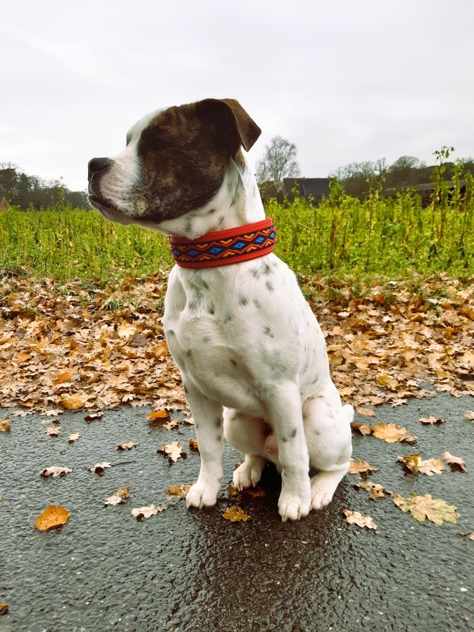 BUDDYPACK Hundehalsband – Extra Breit Mit Neopren, Verstellbar, In Vielen Farben