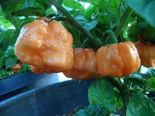 Miniatura 4 de Pimienta de cabra bahameña 10+ semillas