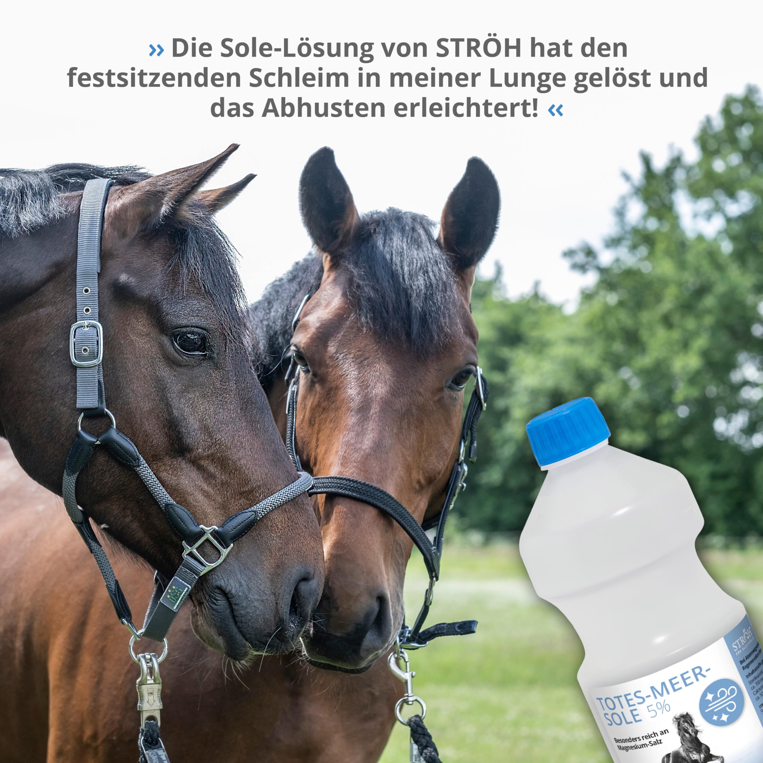 STRÖH "Totes Meer Sole 5%" (1l) Inhalation • Regeneration der Atemwege bei Pferden • Bei Atemwegserkrankungen, Allergie & Ekzeme