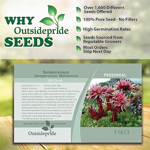 Miniatura 4 de Outsidepride Sempervivum Montanum para gallinas y pollos perennes tolerantes a la sequía, semillas de plantas de cobertura del suelo, 1000 semillas