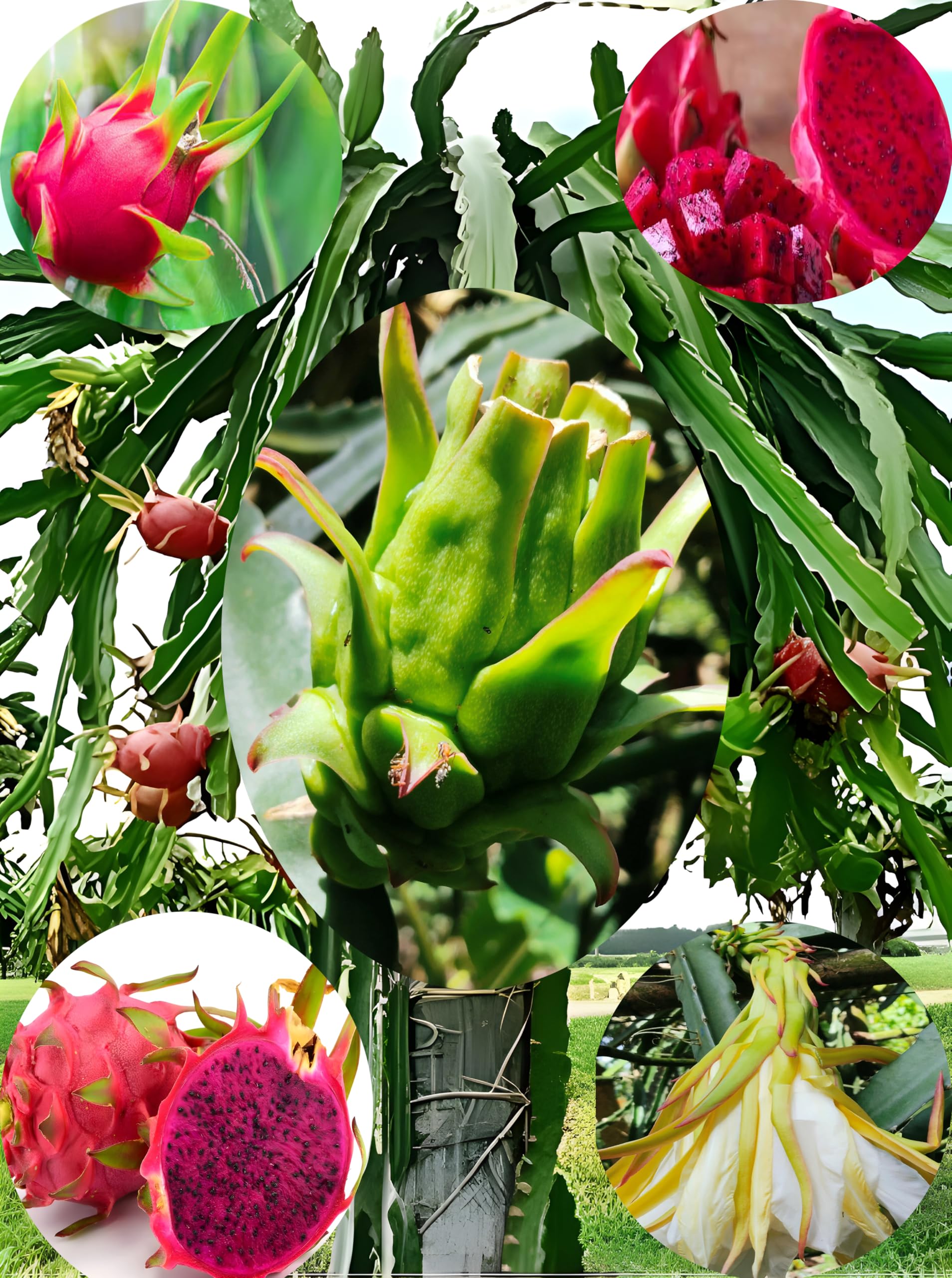 Dragon Fruit Live Plant (Pink/Red) In Grow- bag for Home Gardening-image-44