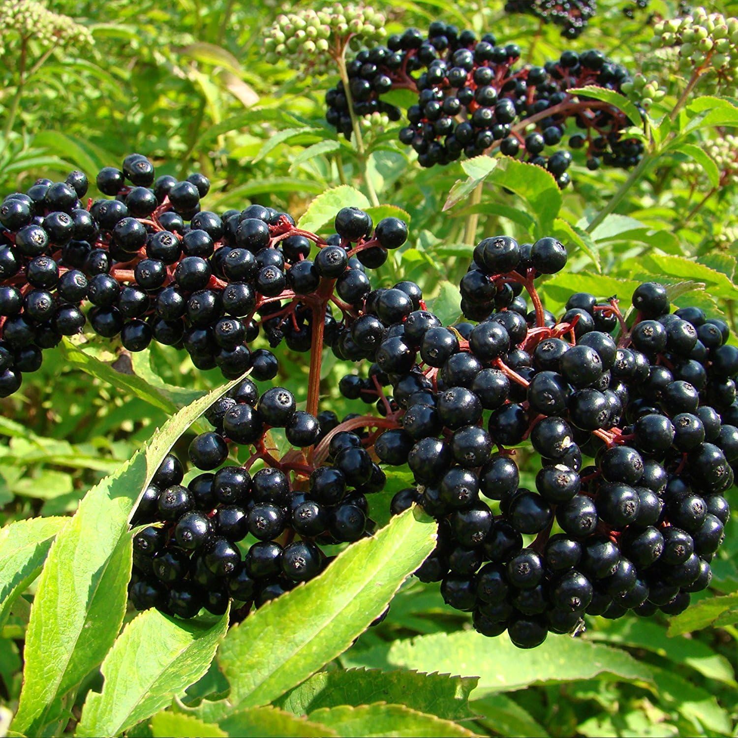 Organic Black Elderberry 30+ Seeds (Sambucus nigra) Organic Heirloom Seeds- Grow All Year.