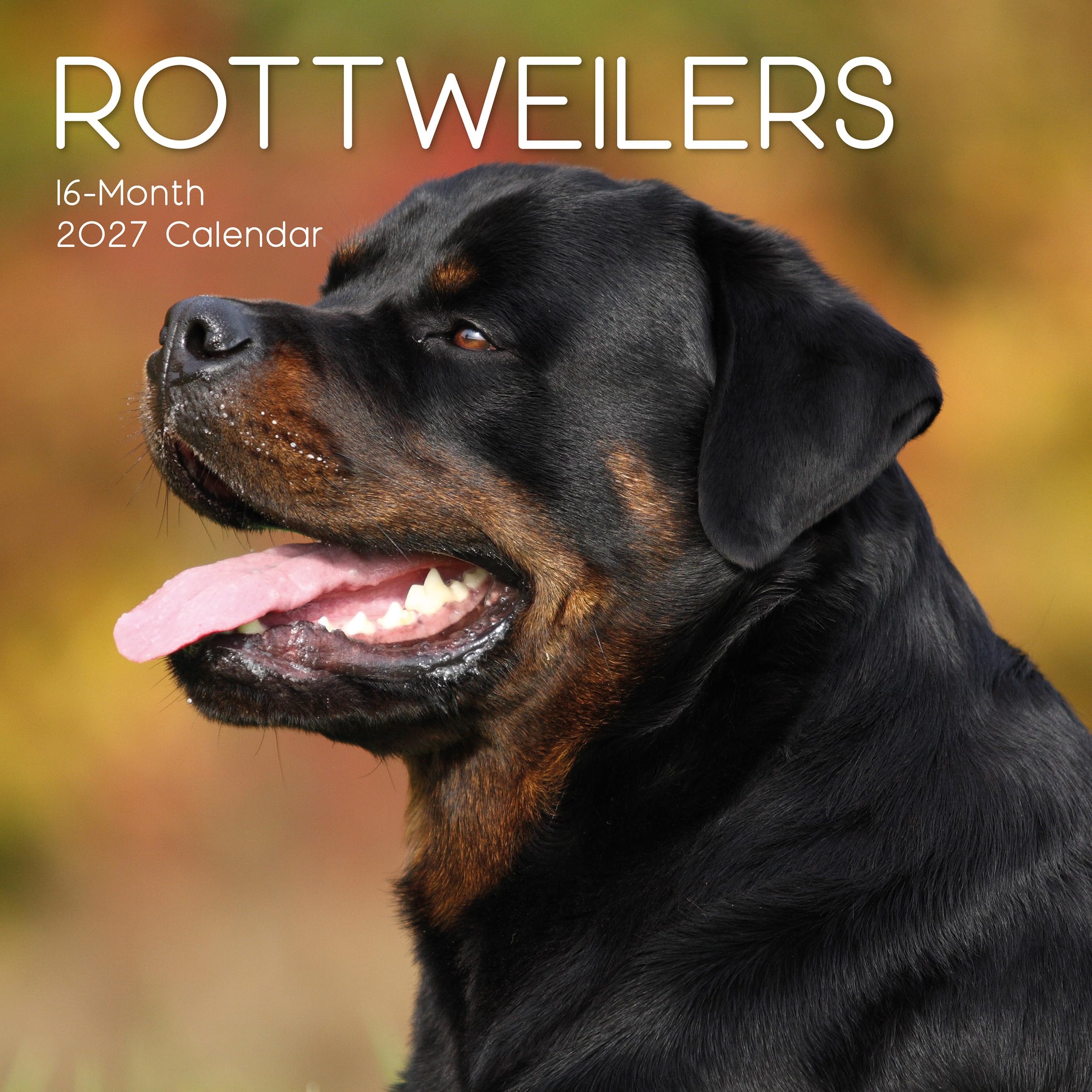 TGSC | Rottweilers 2026-2027 Calendar, 16-Month Square Wall Calendar (Sept 2026 – Dec 2027), UK Planner with Rottweilers, For Dog Lovers, Home Decor, Office Organiser | 30 x 30 cm