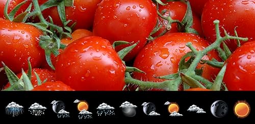 Widget de relógio de tomate macio