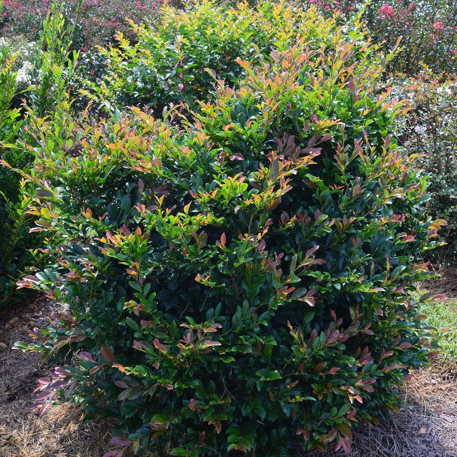 Linebacker Distylium - 3 gal - First Editions Plants - Lustrous Blue-Green Foliage with Reddish New Growth - Hardy - Distylium 'PIIDIST-IV' PP25984-3 Gallon Pot