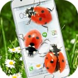 Marienkäfer zu Fuß auf jeder App