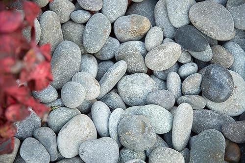 Vista 51 de MSI Guijarros multicolor pulidos decorativos, 1.2 pulgadas - 2 pulgadas, bolsa de 40 libras