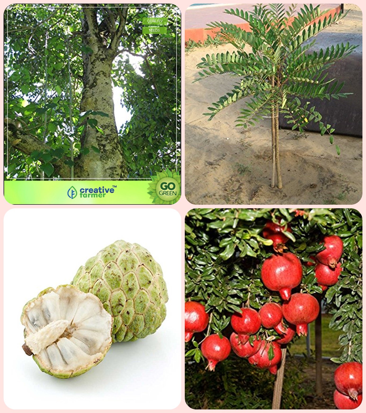 Buy Creative Farmer Tree Growing Gmelina Arborea,Simarouba Glauca