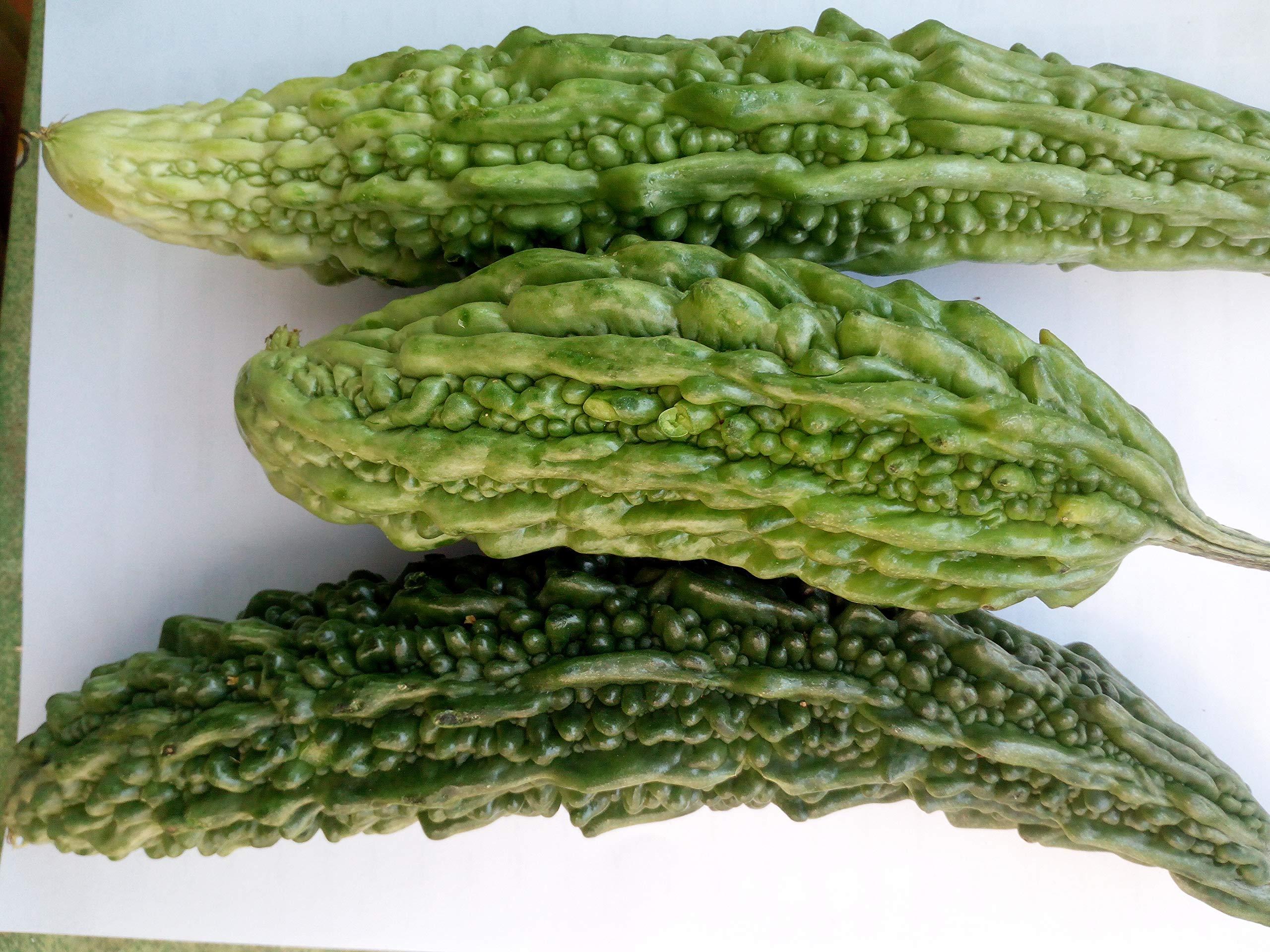 Gorzki melon, gorzki Gourd nasiona - Momordica charantia