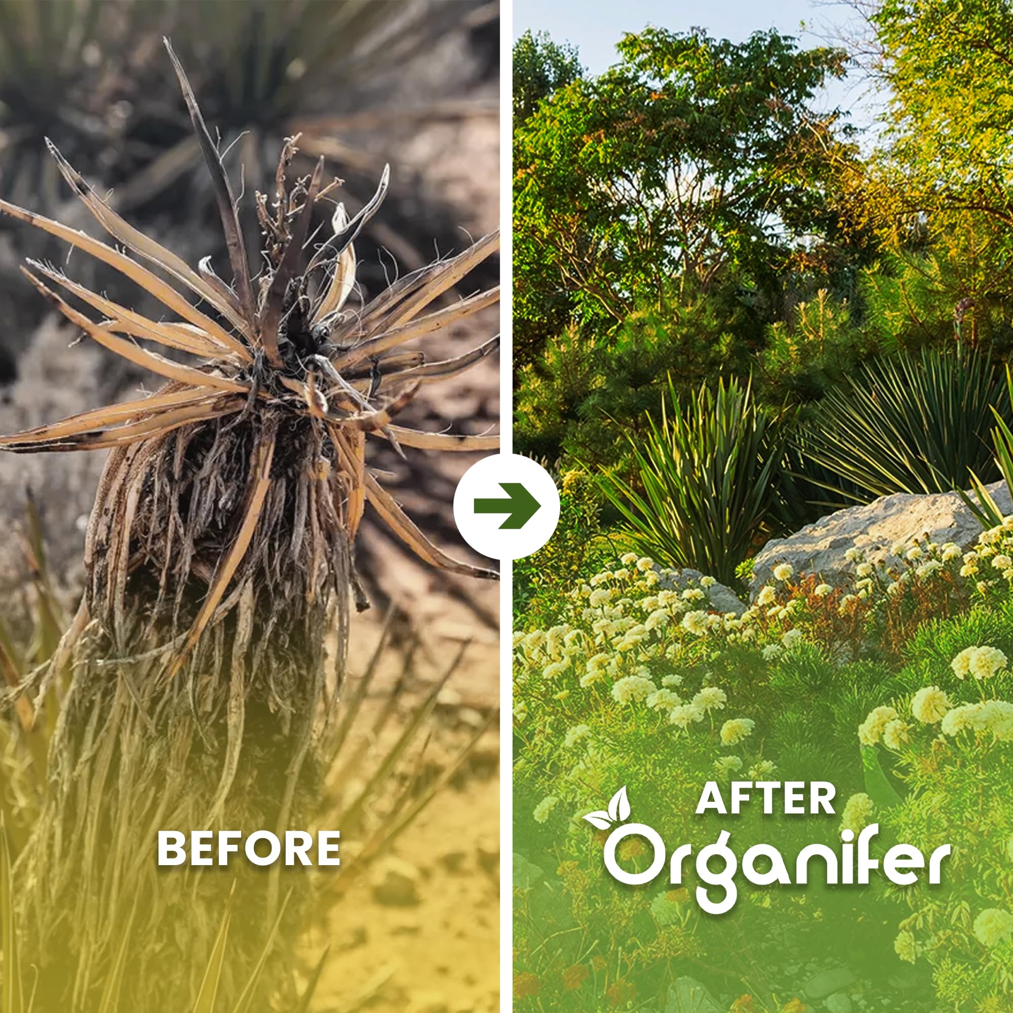 Agent Mouillant Yucca - Agent Mouillant - (250 Ml - 2500 M2) - Engrais Liquide - Optimise La Rétention D'Humidité Des Plantes - Efficacité De L'Eau Et Résistance À La Sécheresse - Organifer
