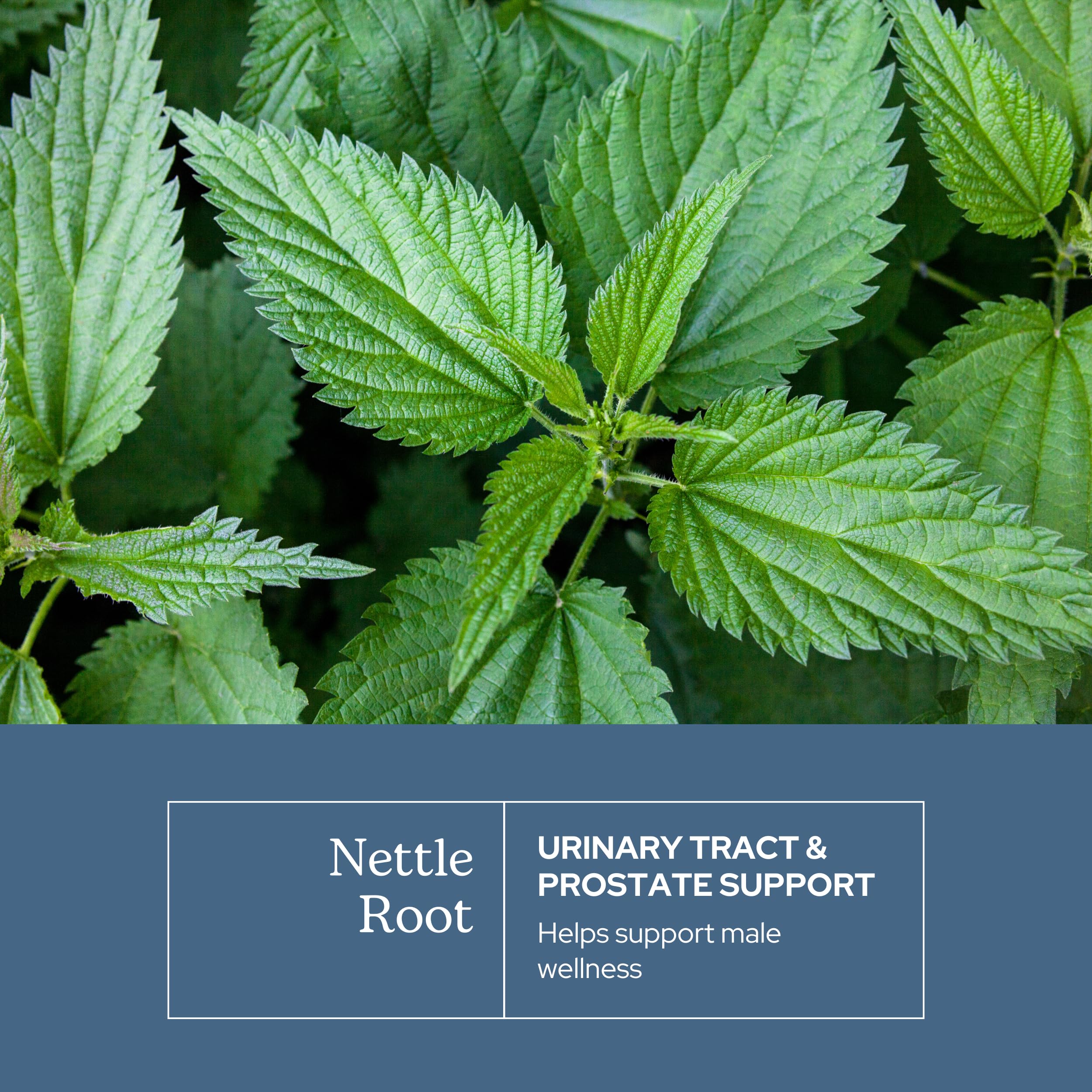 Eclectic Herb - Nettle Root Capsules | Prostate, Urinary Tract, and Male Health Support | Vegan, Non-GMO, Gluten Free, Freeze-Dried (90 CT | 250 mg) — Amazon image 3