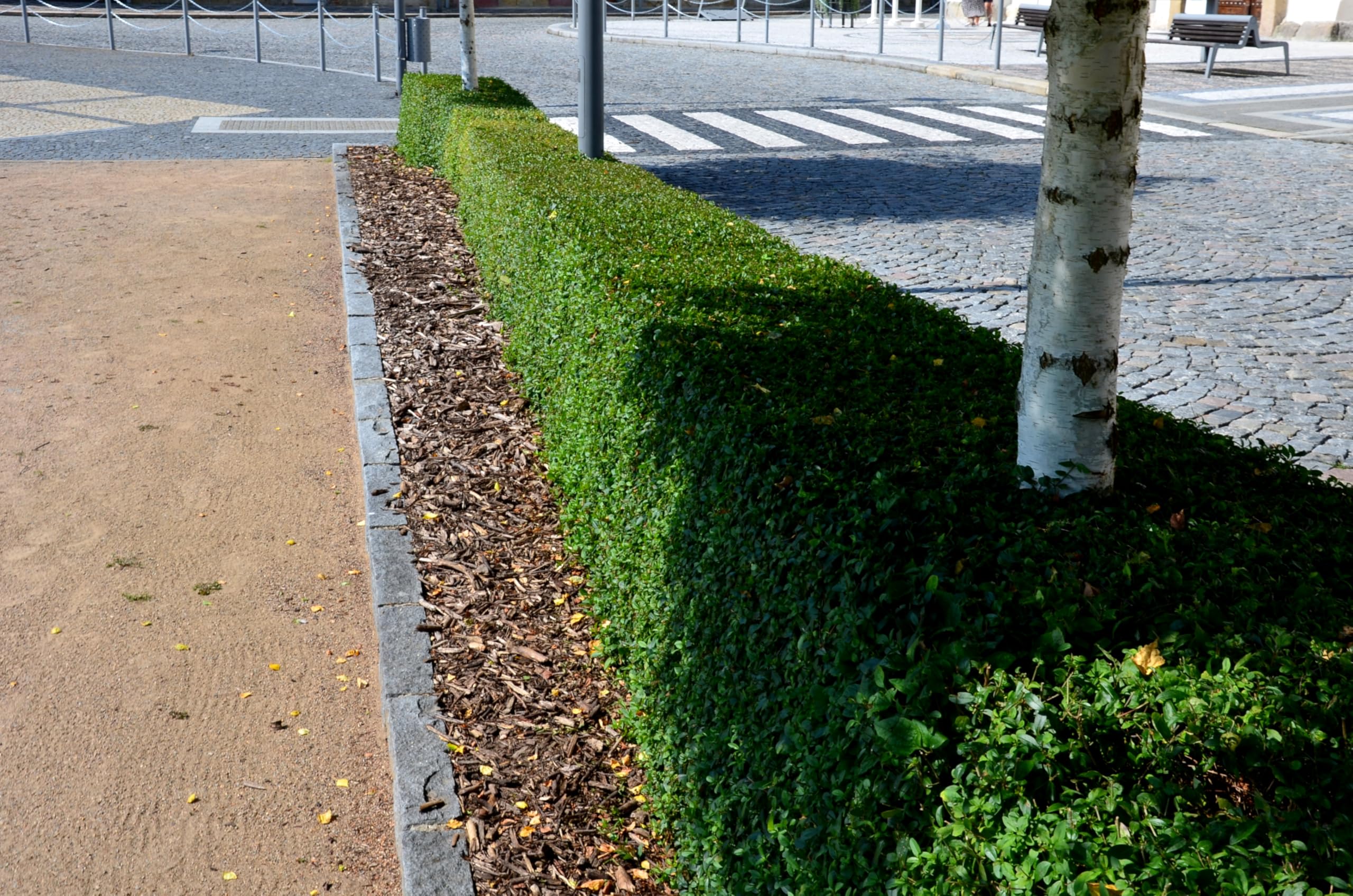 Stauden Gänge 10 x Ligustrum ovalifolium Ovalblättriger Liguster winterhart