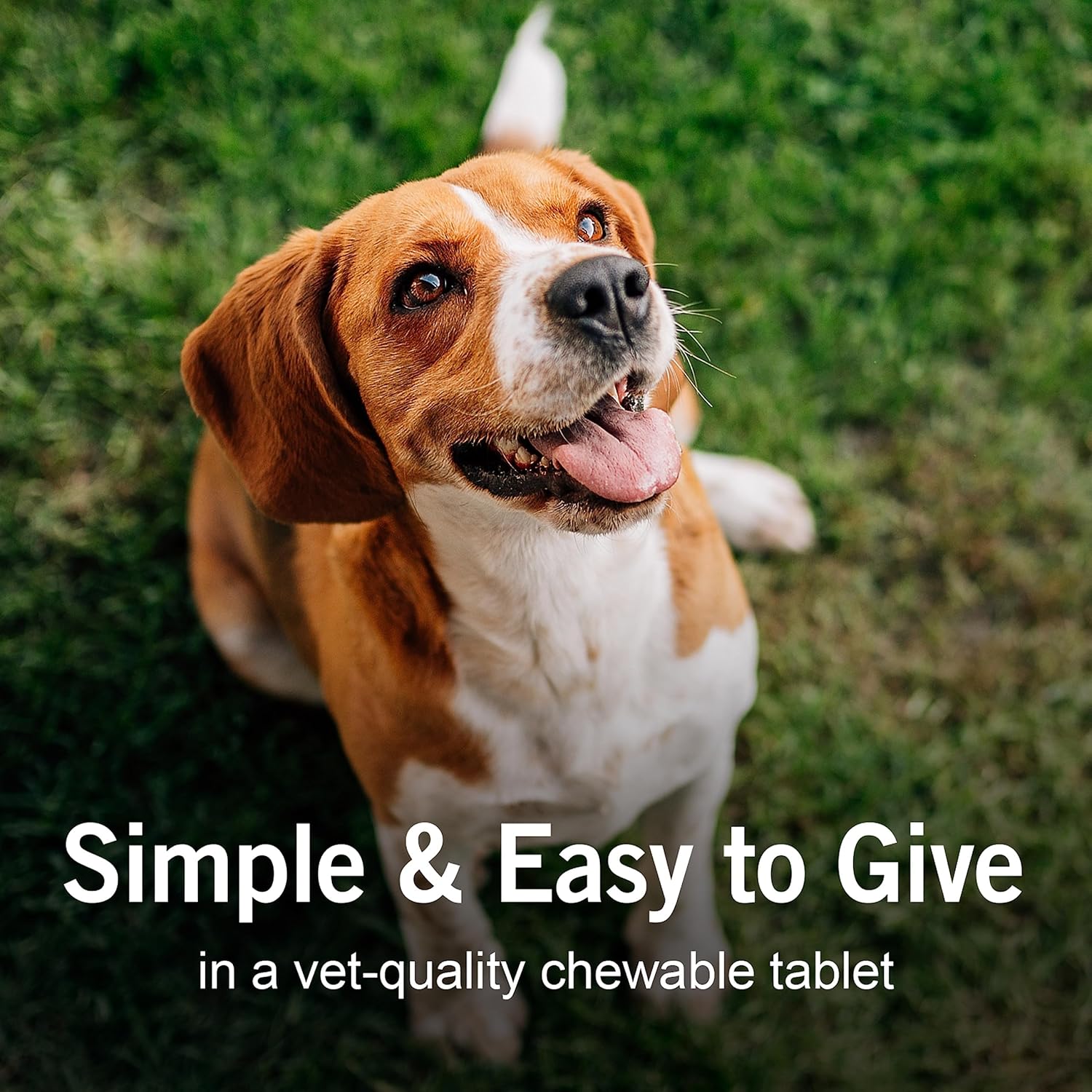 SENTRY Worm X Plus 7 Way DeWormer Large Dogs (6 count) Package may vary : Pet Supplies