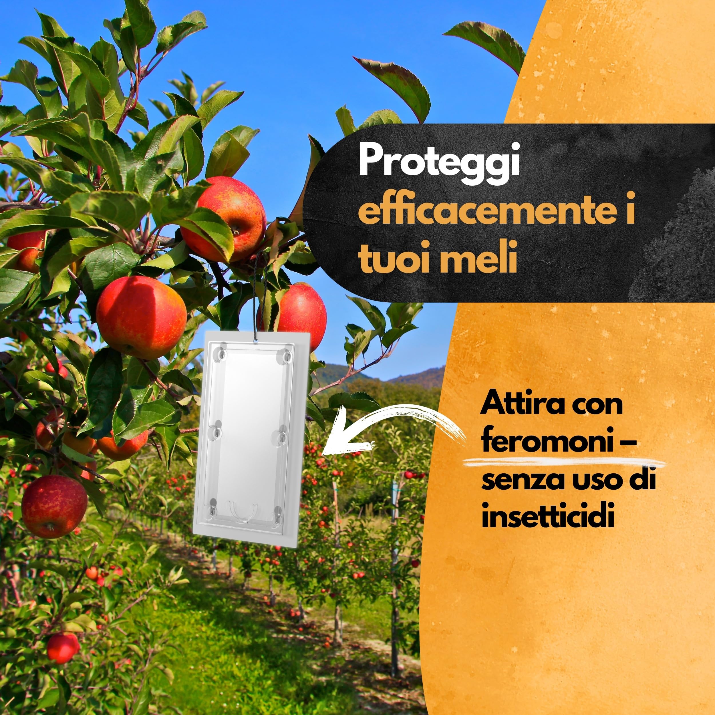 Panteer Trappola per carpocapsa – 3 Pezzi – con Cavo – Trappole a feromoni per melo e Pero – Monitoraggio Cydia pomonella – Fino a 8 Settimane – Senza Chimica – per Alberi da frutto