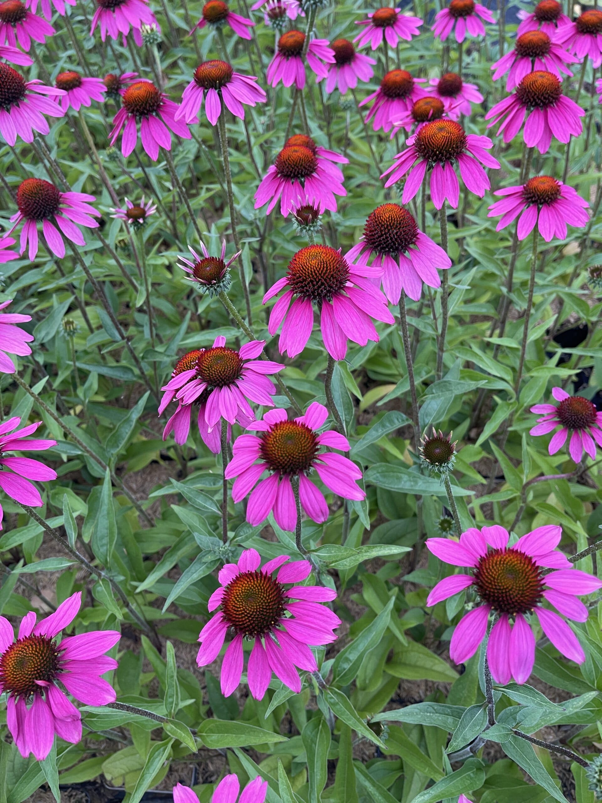6x Sonnenblume - Echinacea tennesseensis 'Amazing Dream' PBR | 9x9 cm pot