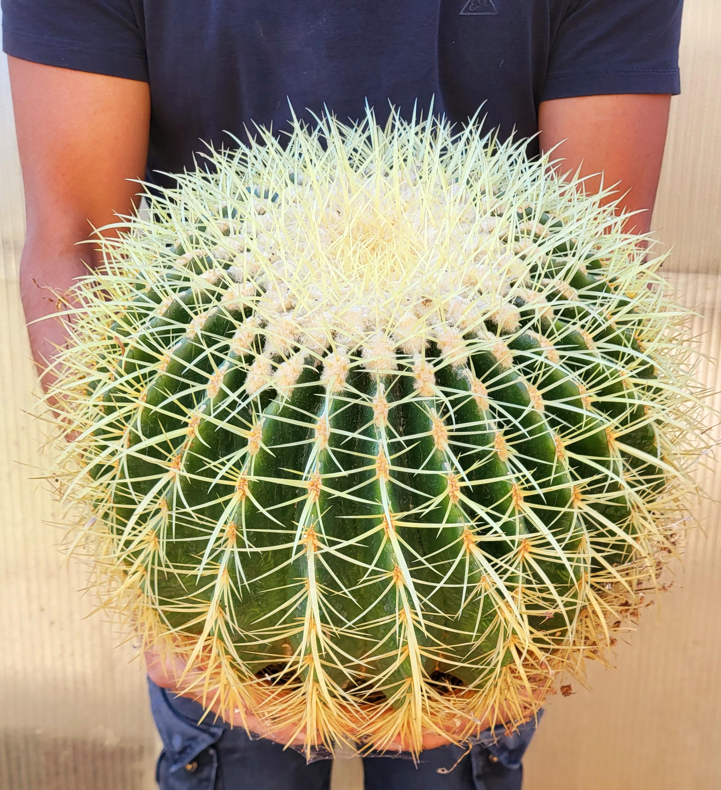 POWERS TO FLOWERS - ECHINOCACTUS GRUSONII XXL, CIOTOLA 27cm, cuscino della suocera, pianta vera