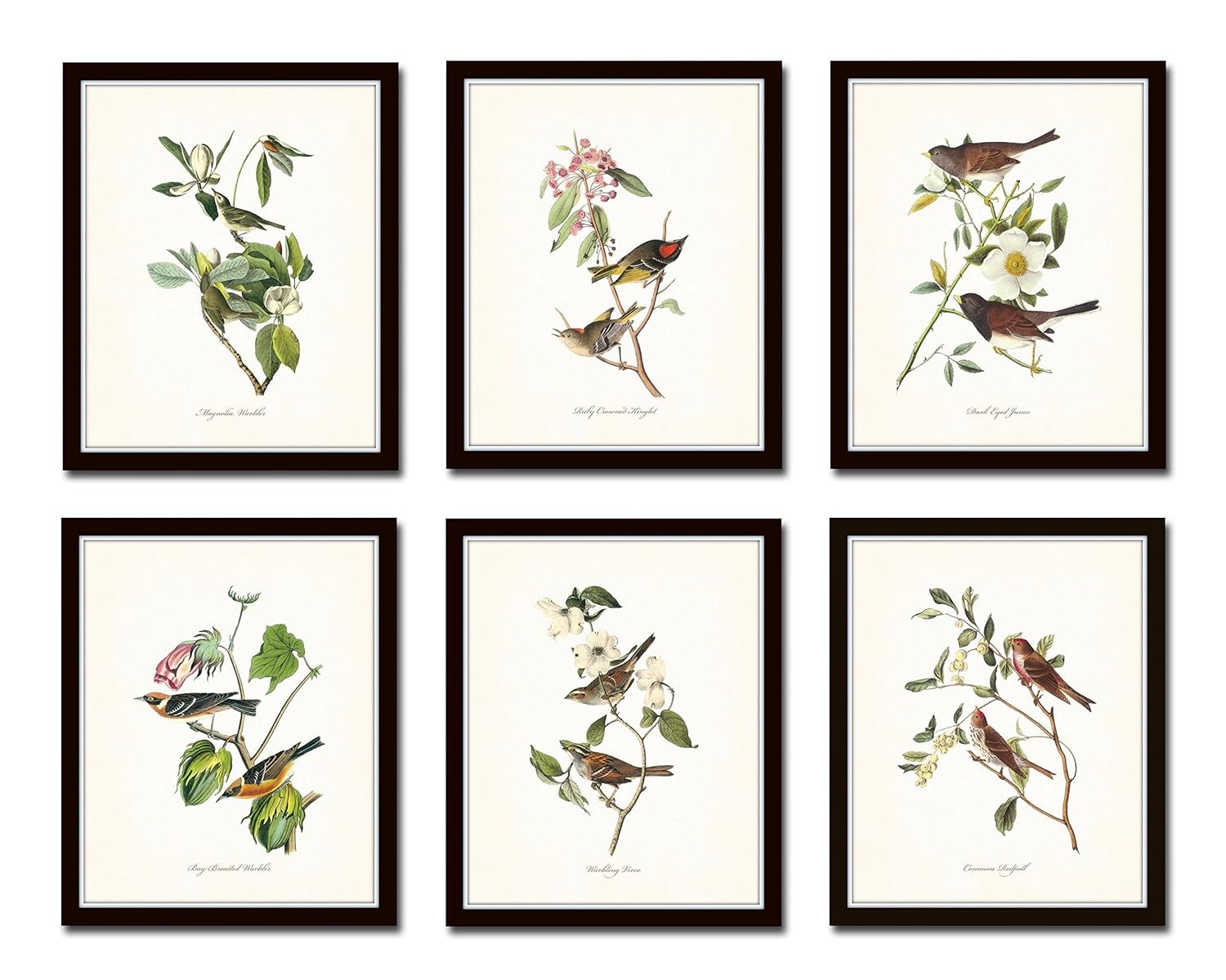 Audubon Birds Print Set No.1 Set of 6 Vintage Bird Prints